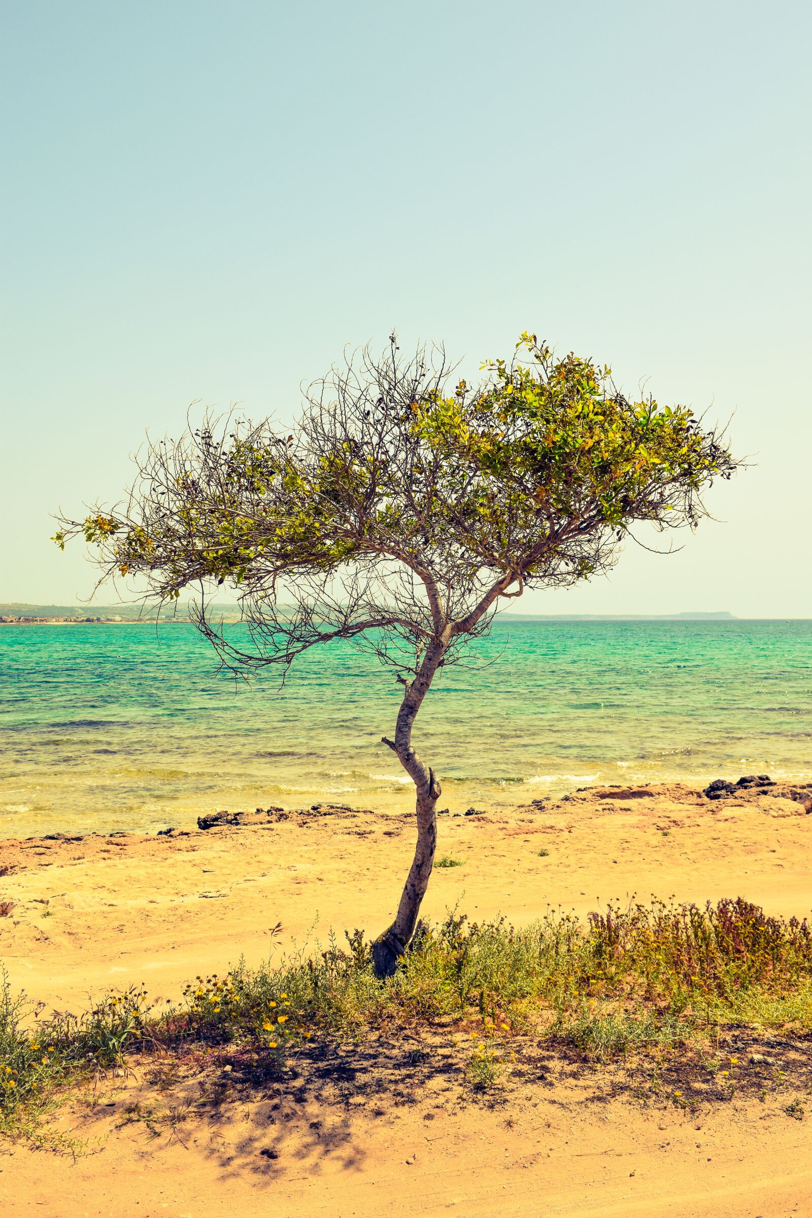 Nikon D3300 sample photo. Cyprus, potamos liopetri, tree photography
