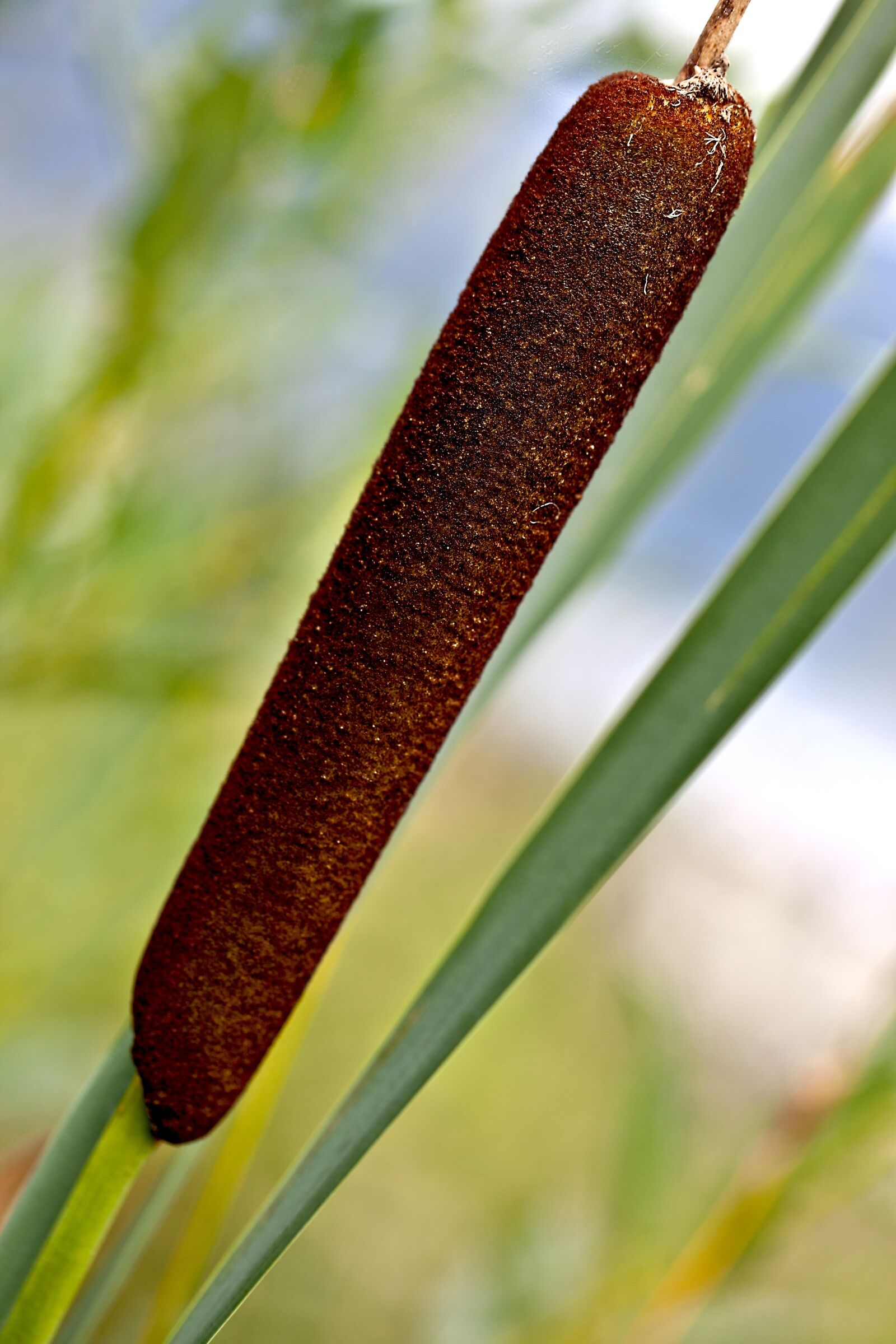 Canon EOS 5D Mark II sample photo. Truncheon water, truncheons szerokolistna photography