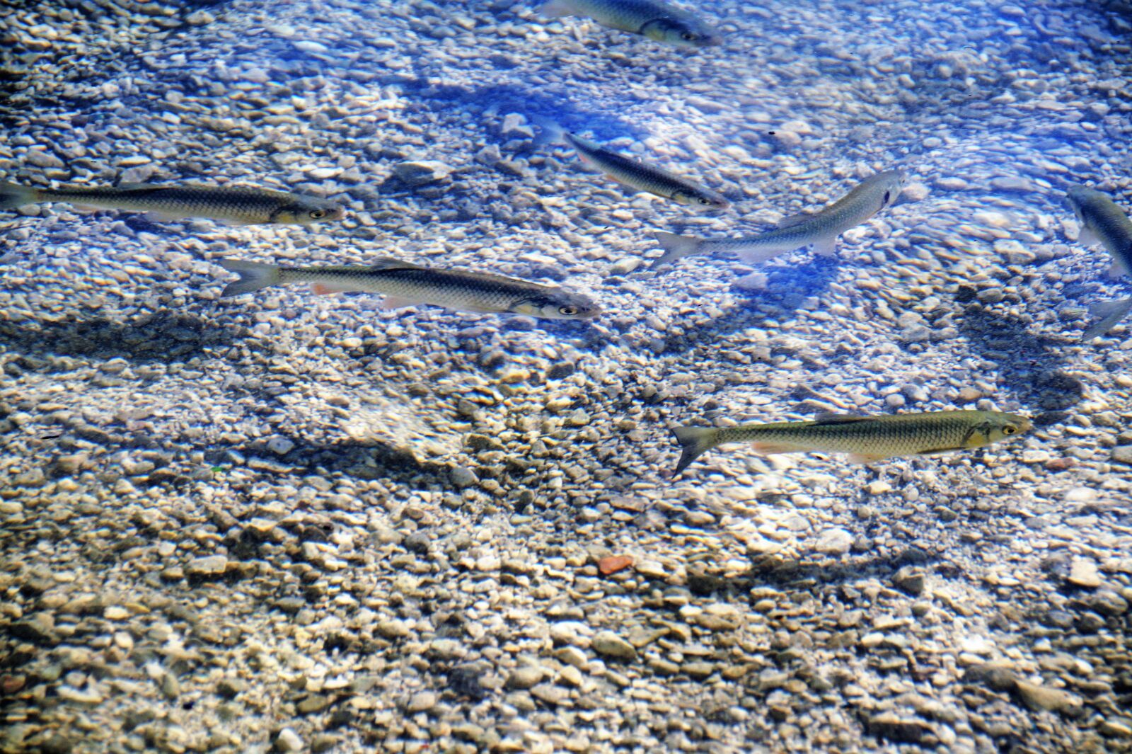 Sony SLT-A58 sample photo. Clear water, trout, fish photography