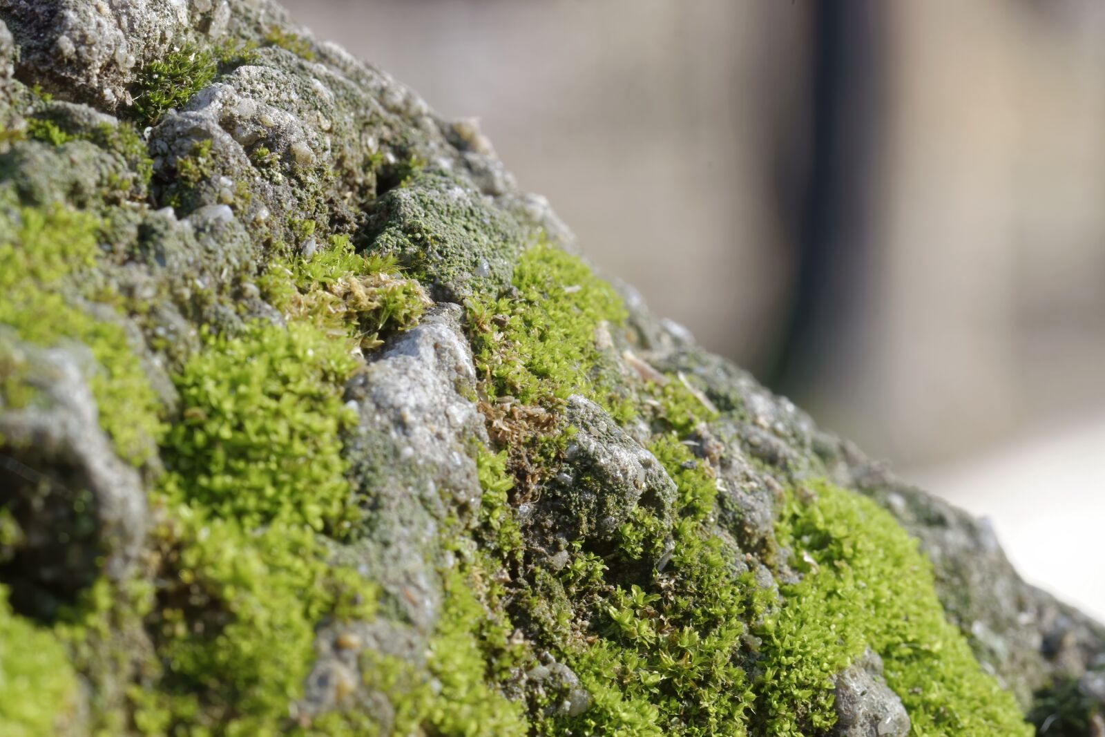 Nikon D5300 sample photo. Moss, green, cliff photography