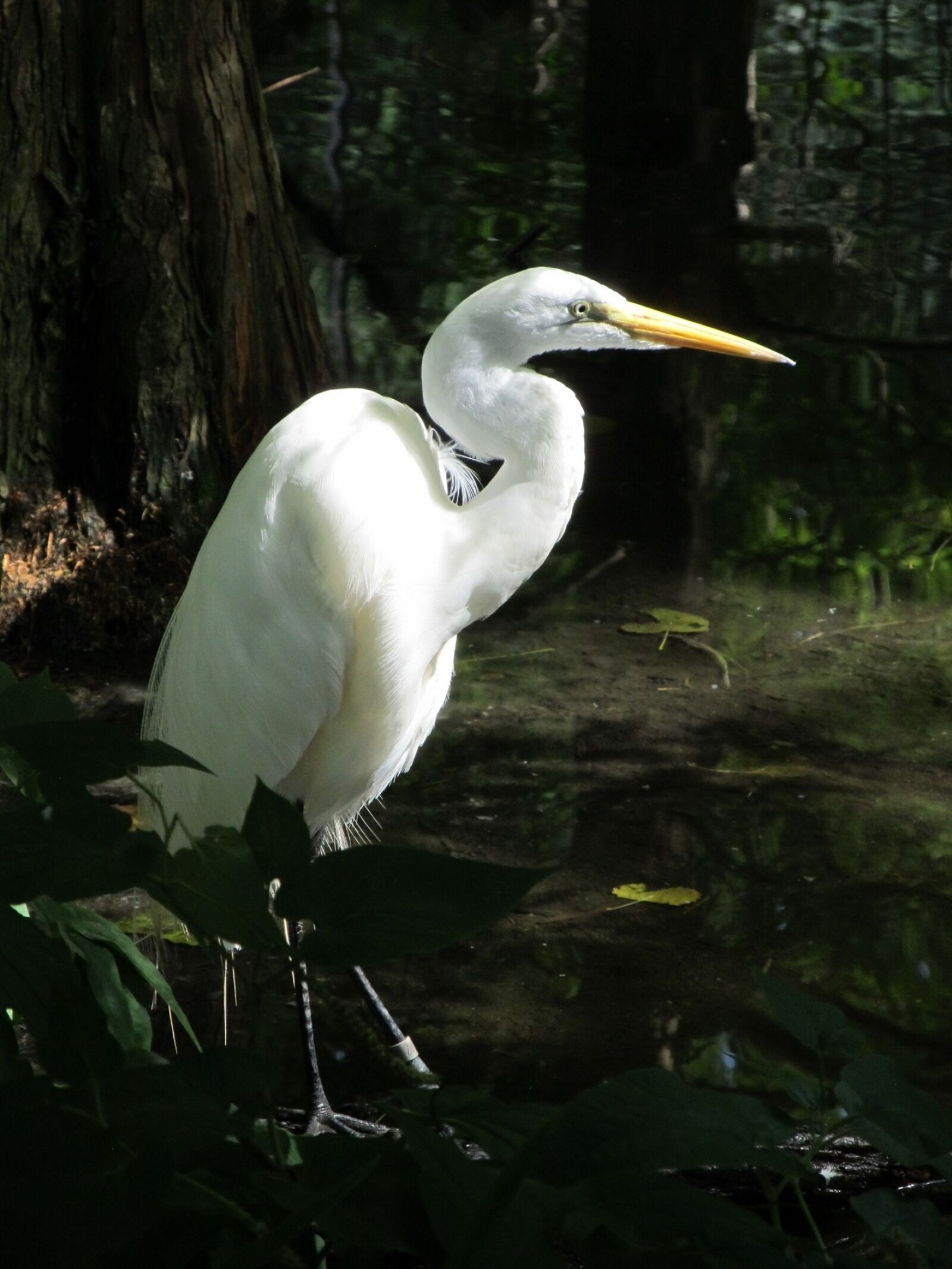 Canon PowerShot SX130 IS sample photo. Great egret, waterfowl, bird photography