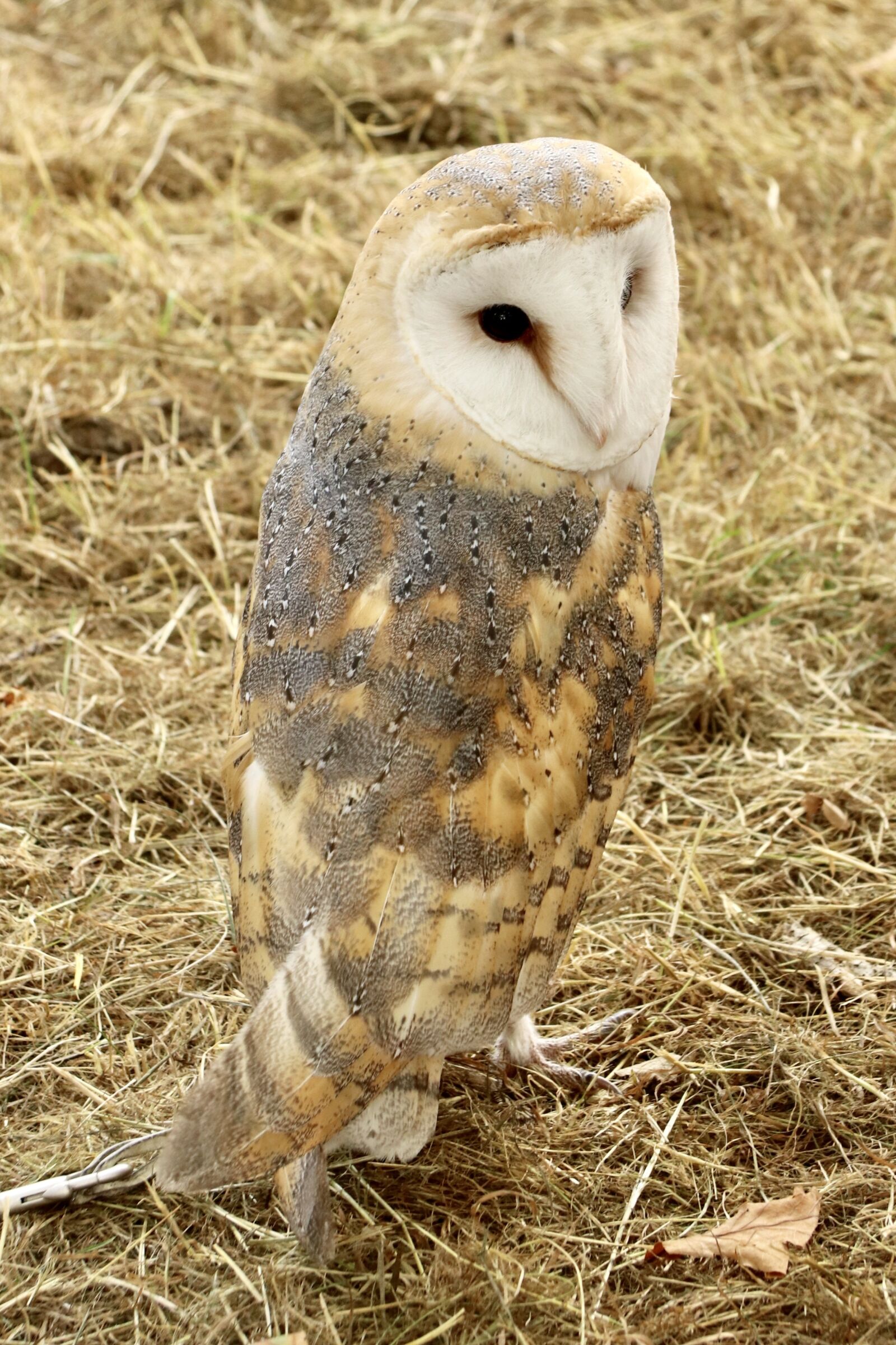 Canon EF-S 17-85mm F4-5.6 IS USM sample photo. Barn owl, owl, bird photography