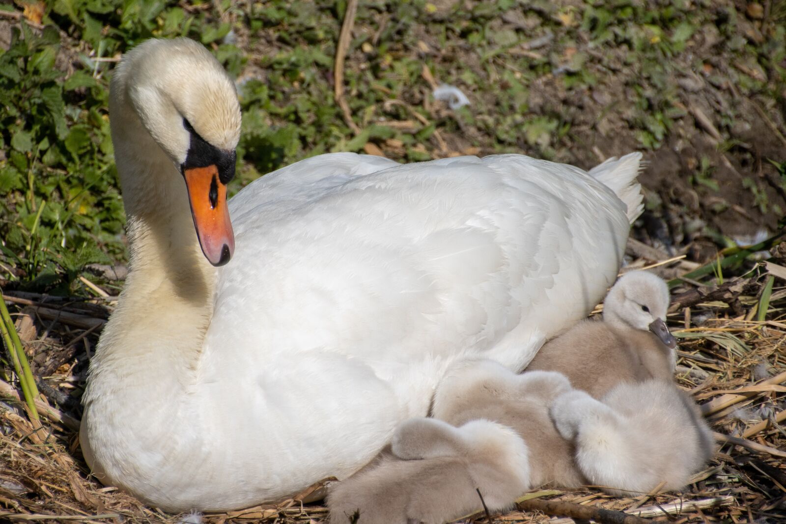 Canon EOS 90D sample photo. Swan, chicks, nature photography