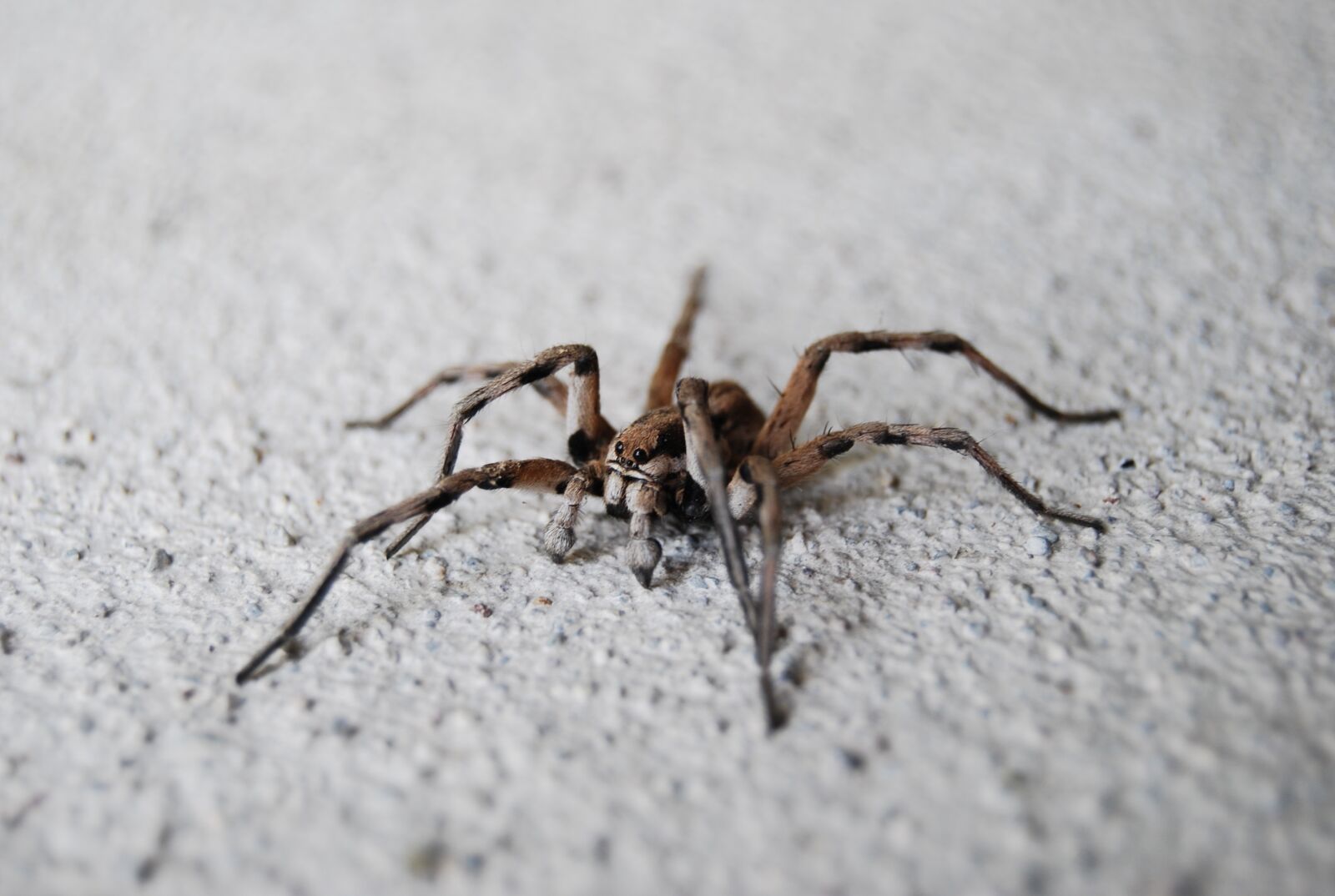Nikon D40X sample photo. Spider, macro photography