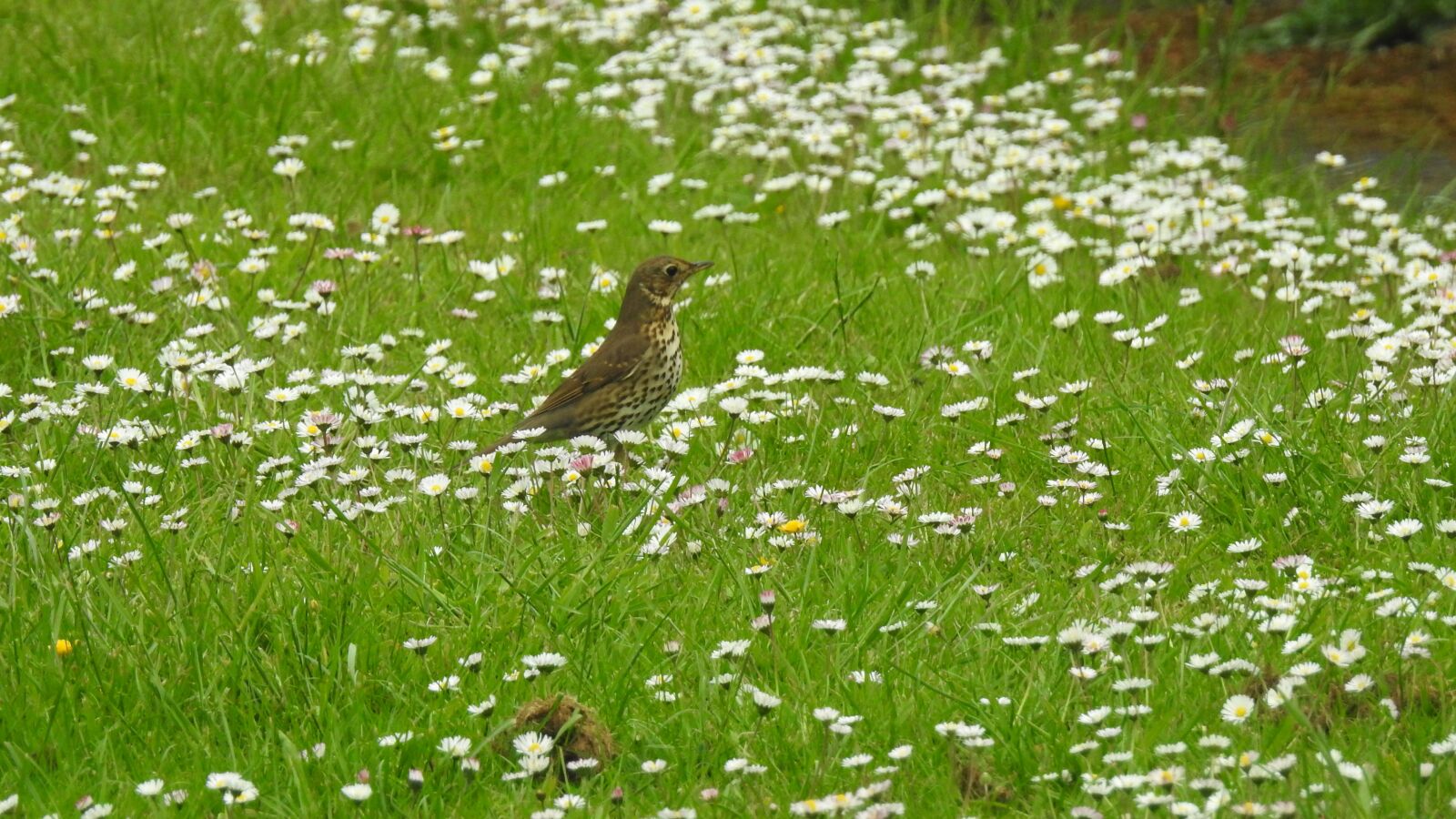 Nikon Coolpix P900 sample photo. Bird, nature, green photography