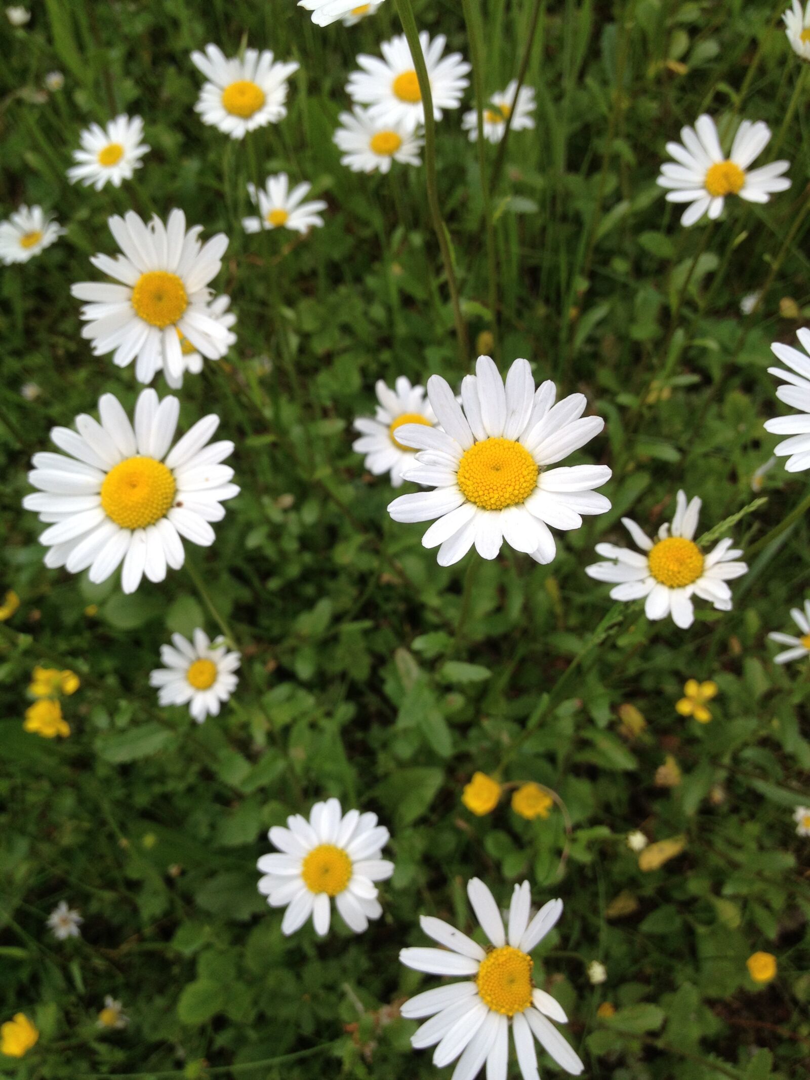 iPhone 4S back camera 4.28mm f/2.4 sample photo. Daisies, meadow, summer photography