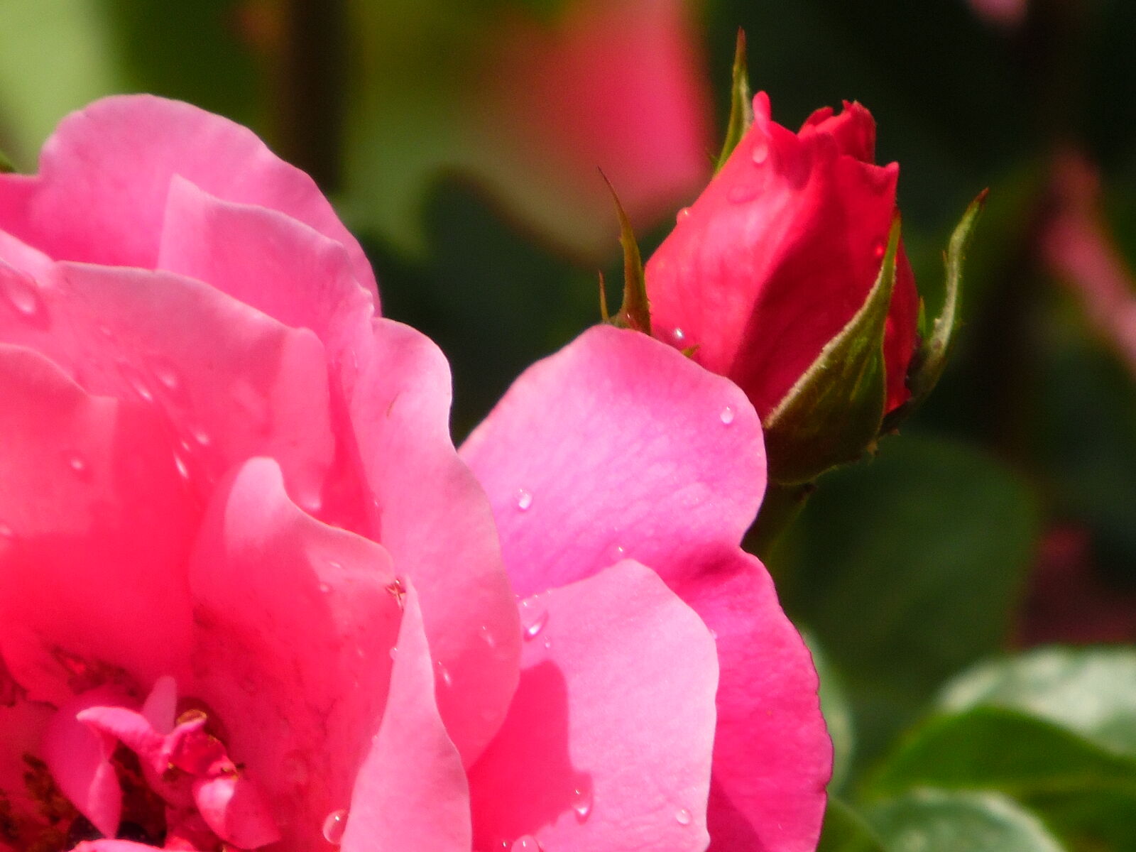 Samsung WB1100F/WB1101F/WB1102F sample photo