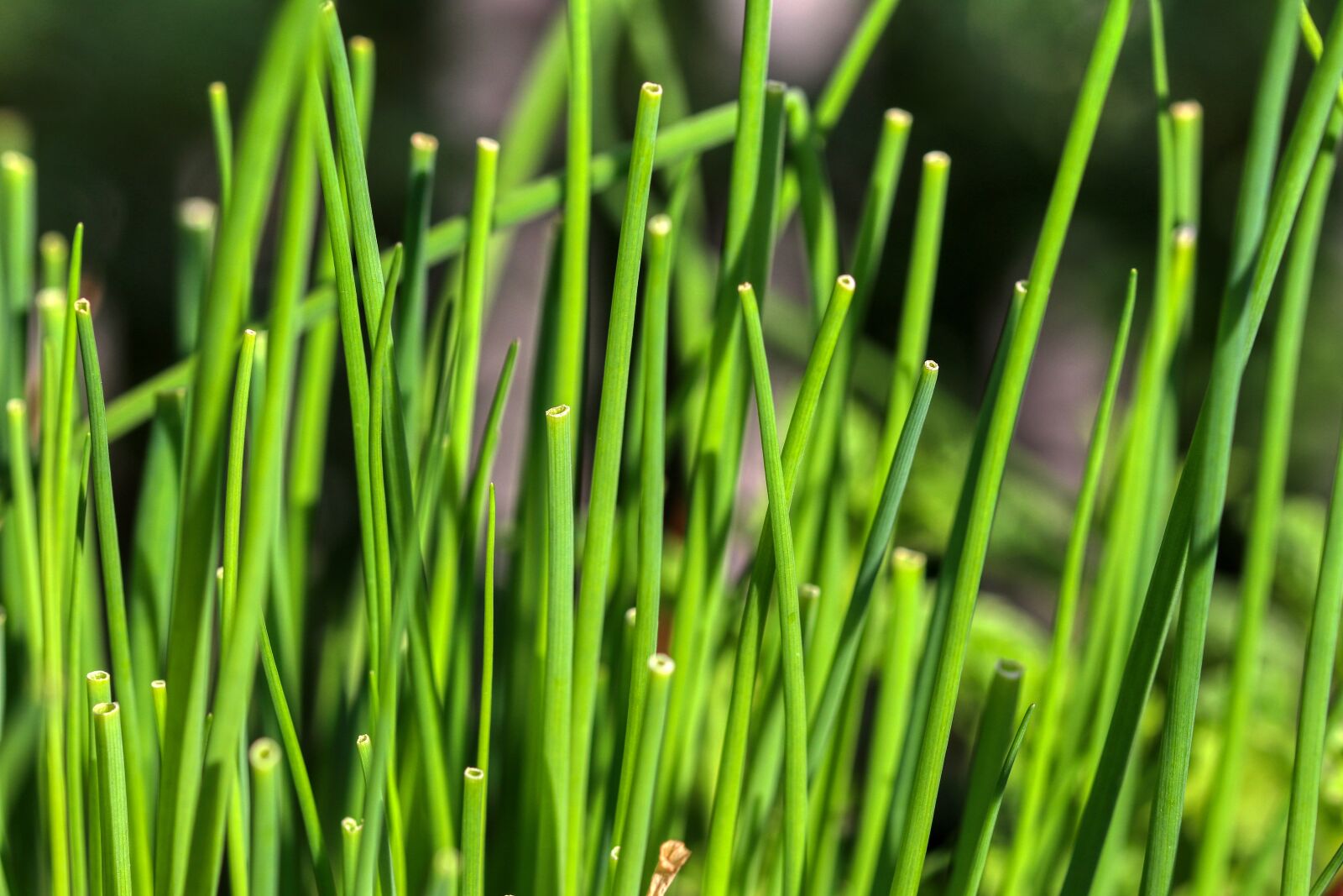 Canon EOS 80D sample photo. Chives, kitchen, garden photography