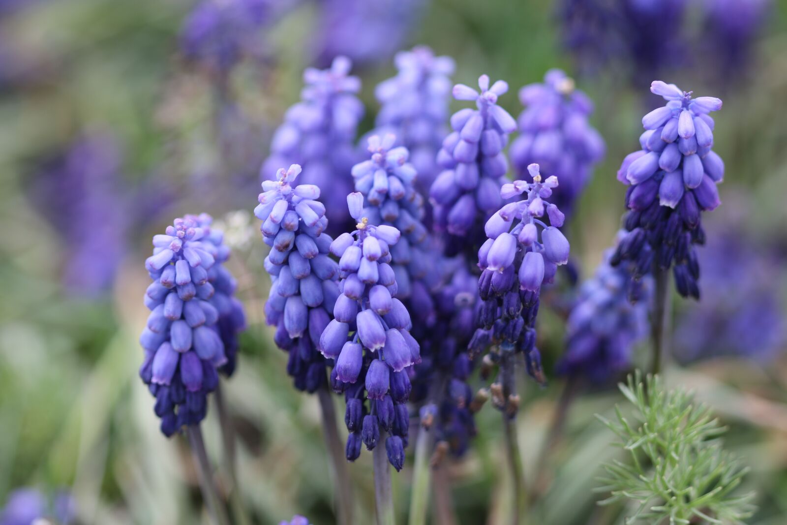 Canon EOS 70D + Canon EF 100mm F2.8 Macro USM sample photo. Purple, hyacinth, macro photography