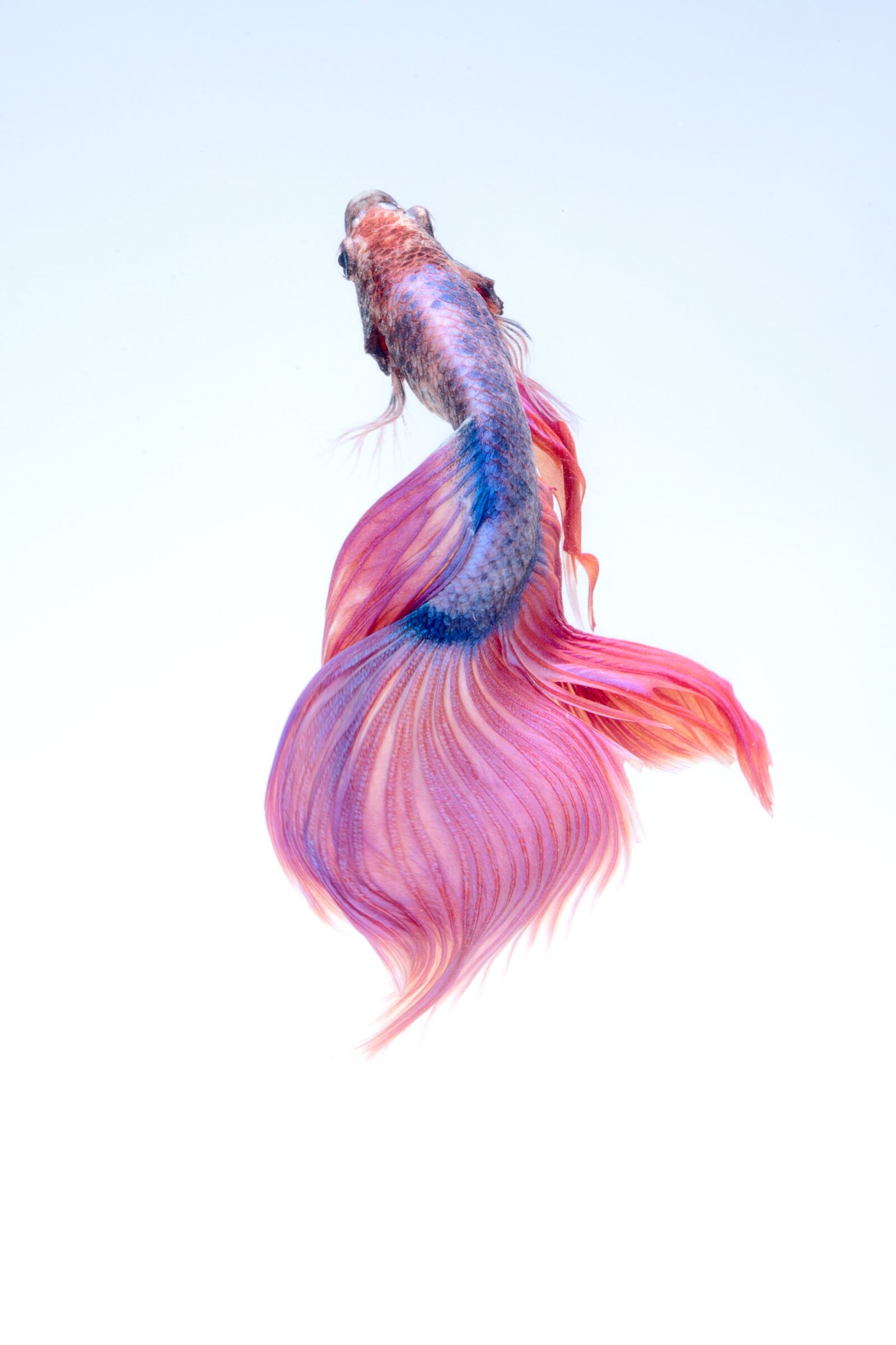 Nikon D750 sample photo. Fish, underwater, red photography