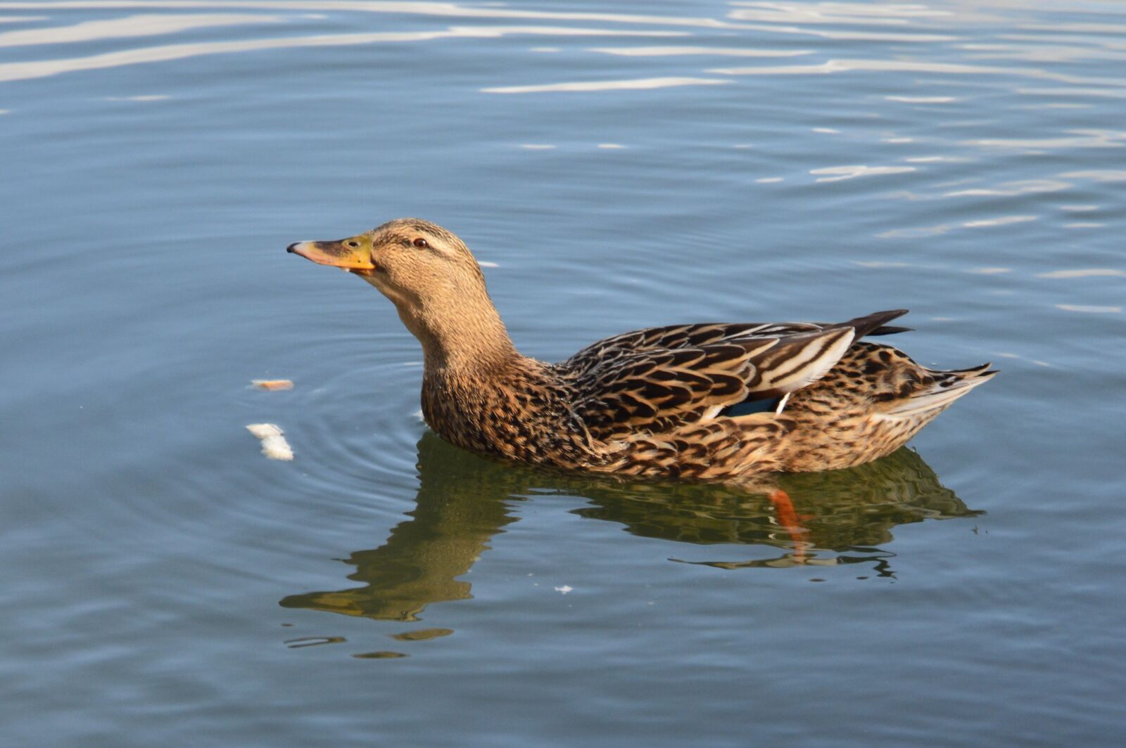 Nikon D3200 sample photo. Duck, cane, plumage photography