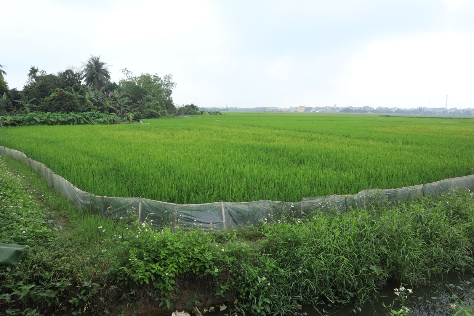 Canon EOS M50 (EOS Kiss M) sample photo. Paddy field, silk, field photography