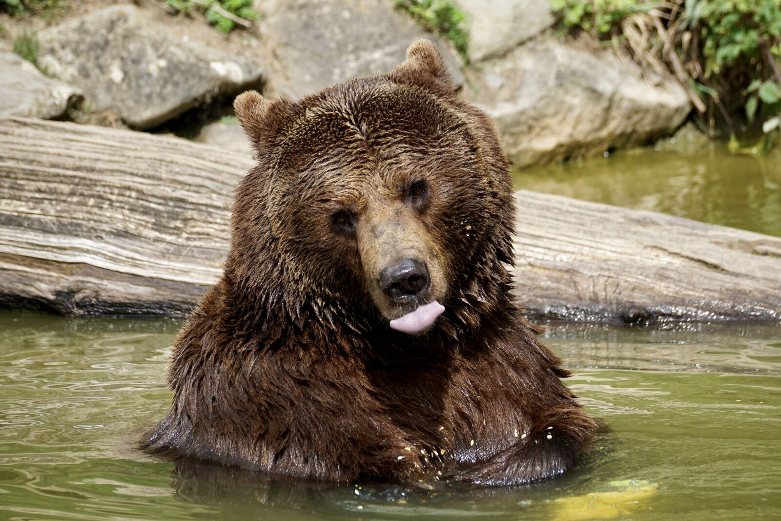 Sony DT 55-300mm F4.5-5.6 SAM sample photo. Bear, brown bear, animals photography