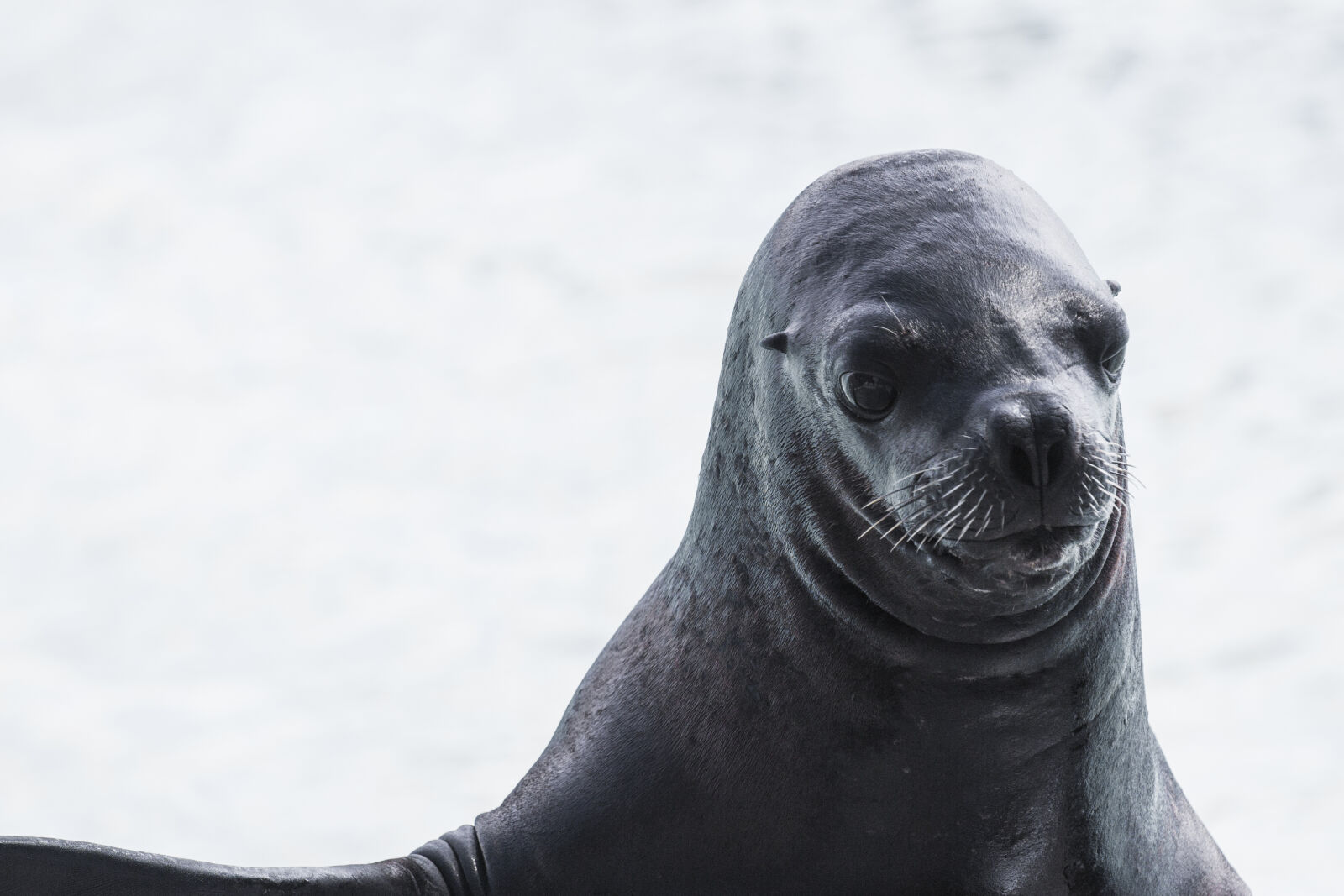 Canon EF 70-200mm F4L IS USM sample photo. Seal, sea, dog, animal photography