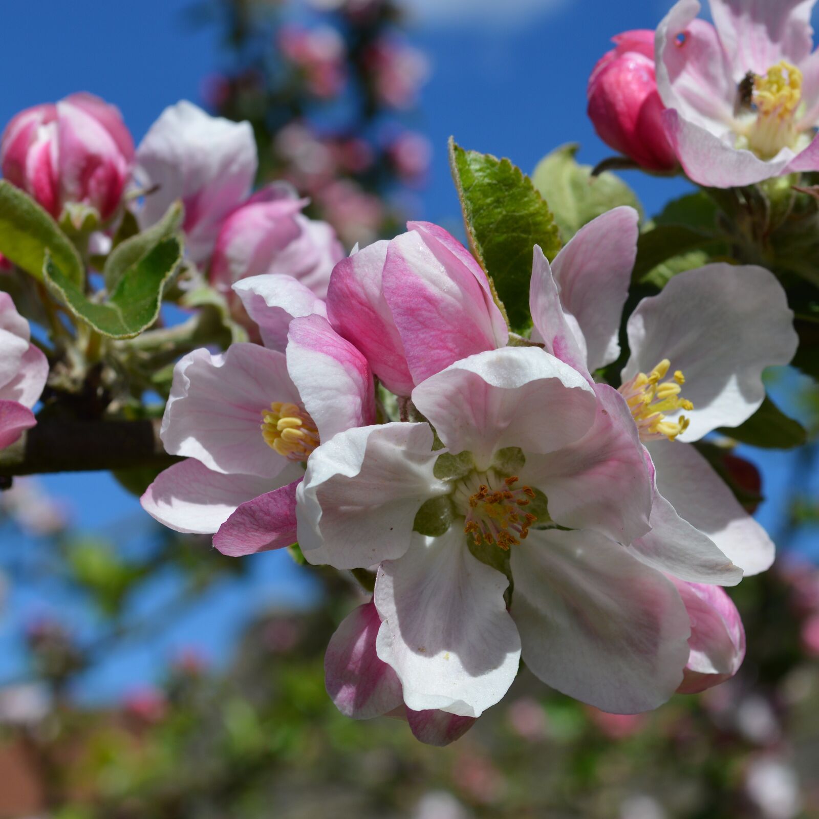 Nikon D3200 sample photo. Flower, apple blossom, spring photography