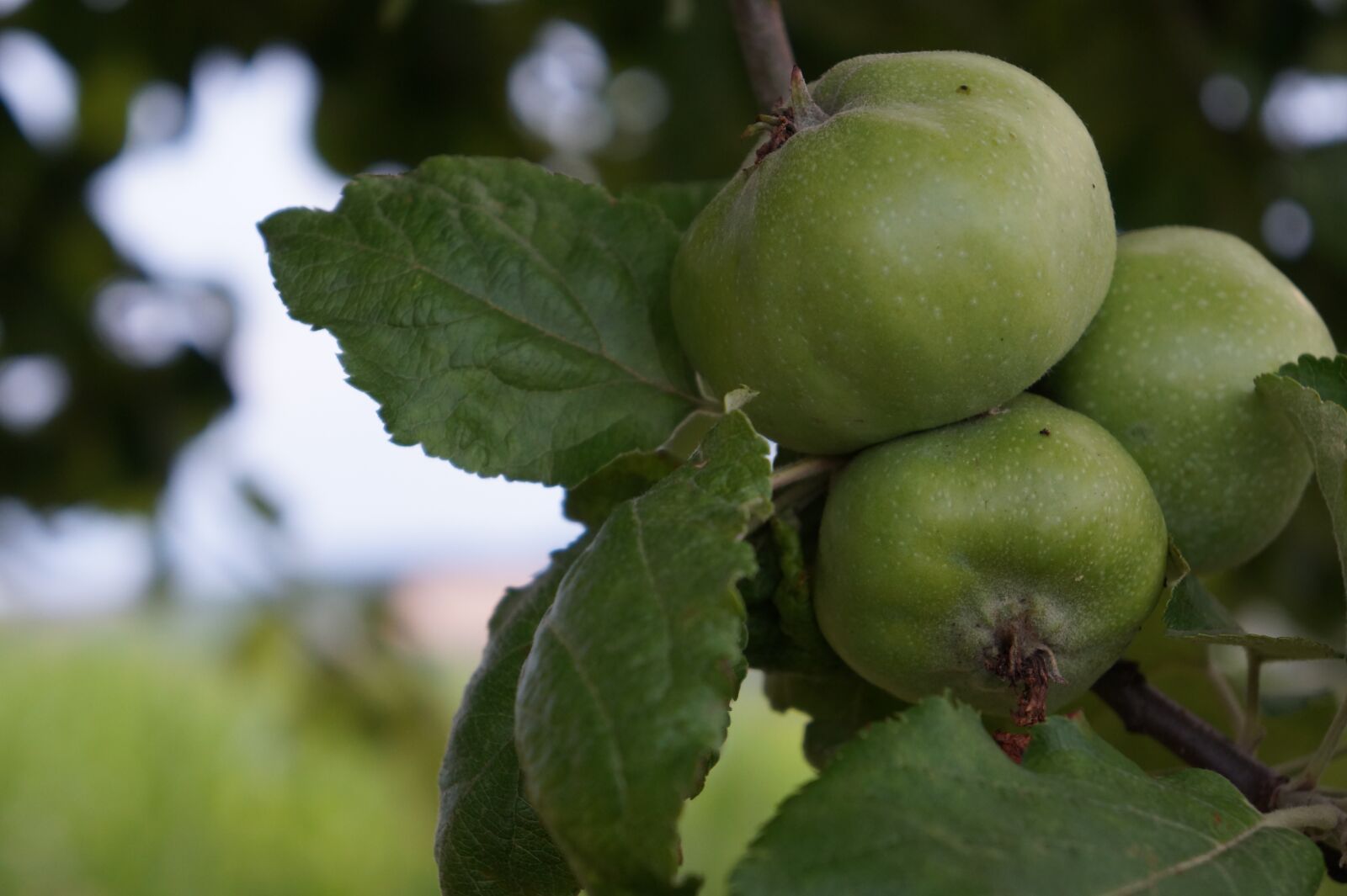 Sony Alpha a3000 sample photo. Apple, nature, apple tree photography