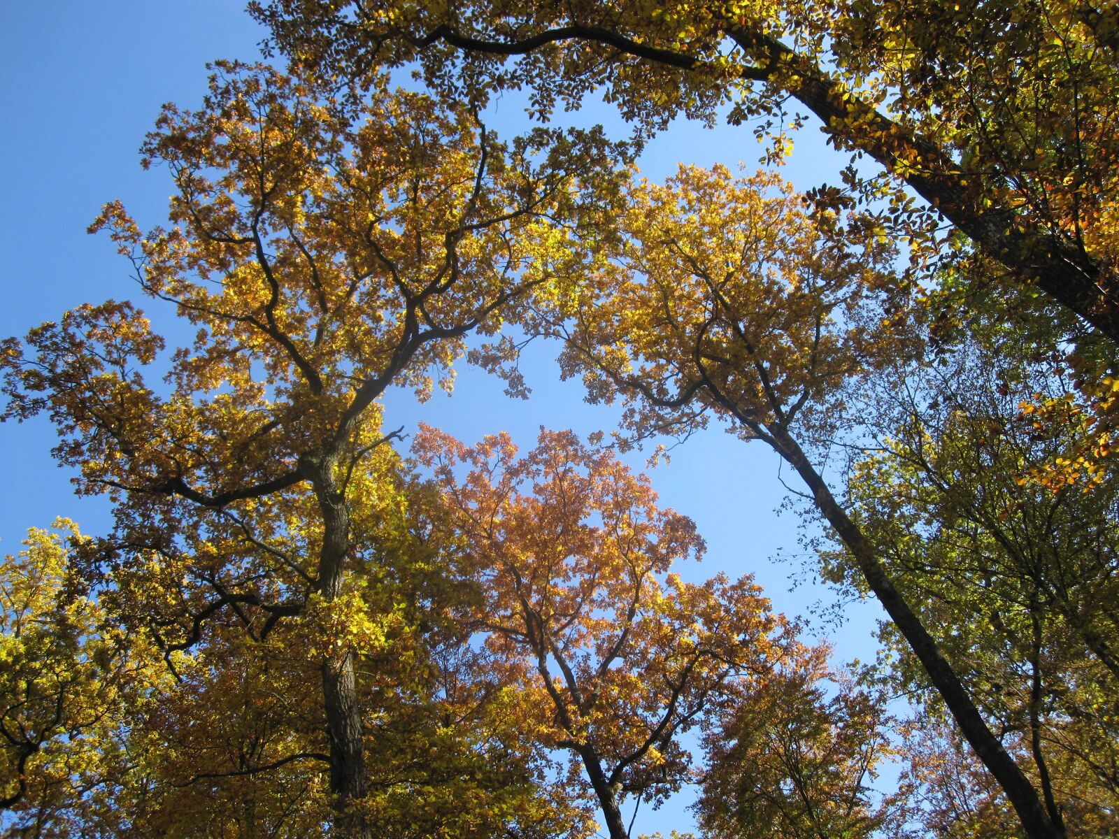 Canon PowerShot SD780 IS (Digital IXUS 100 IS / IXY Digital 210 IS) sample photo. Autumn, book, forest photography