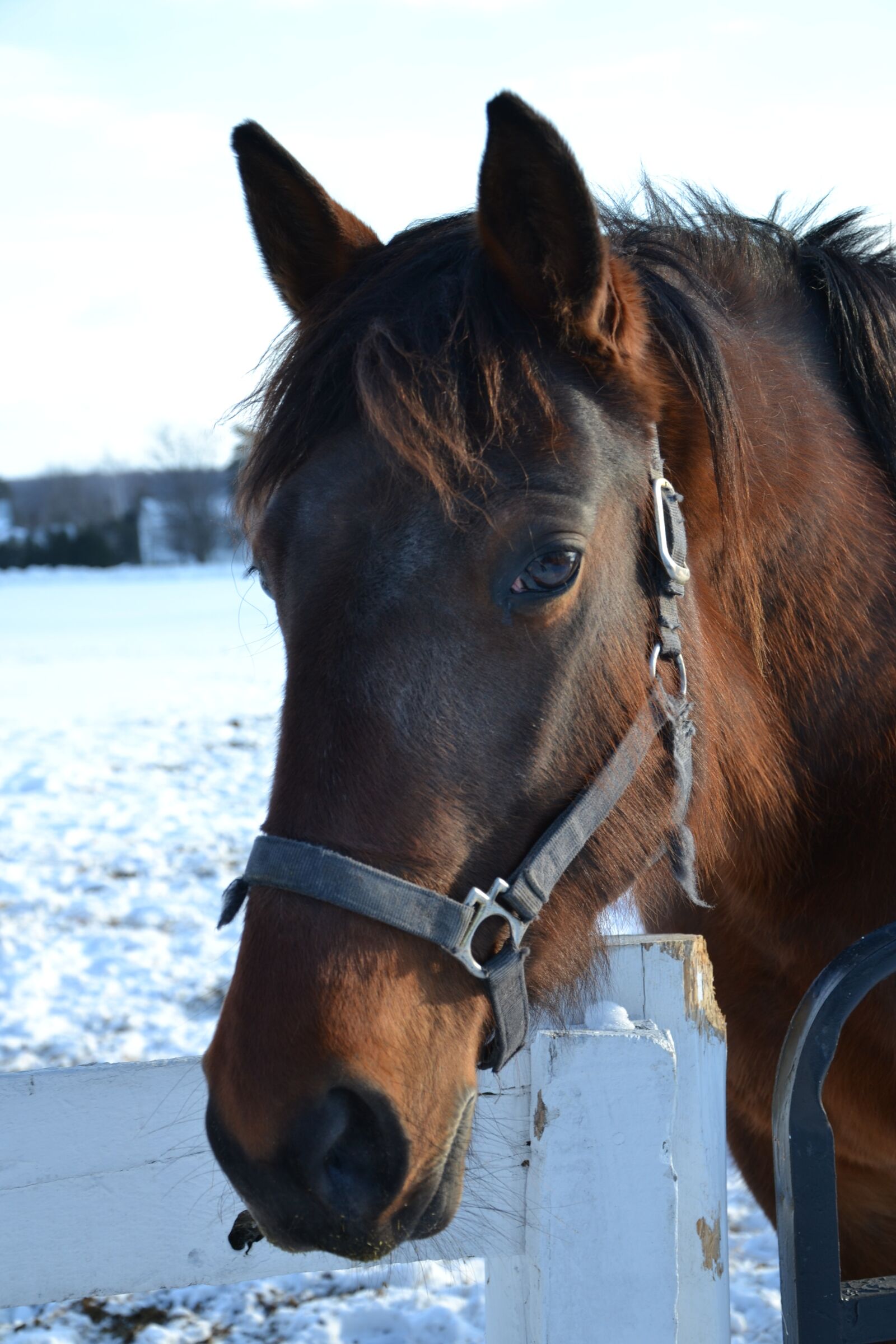 Nikon D3100 sample photo. Horse, snow, winter photography