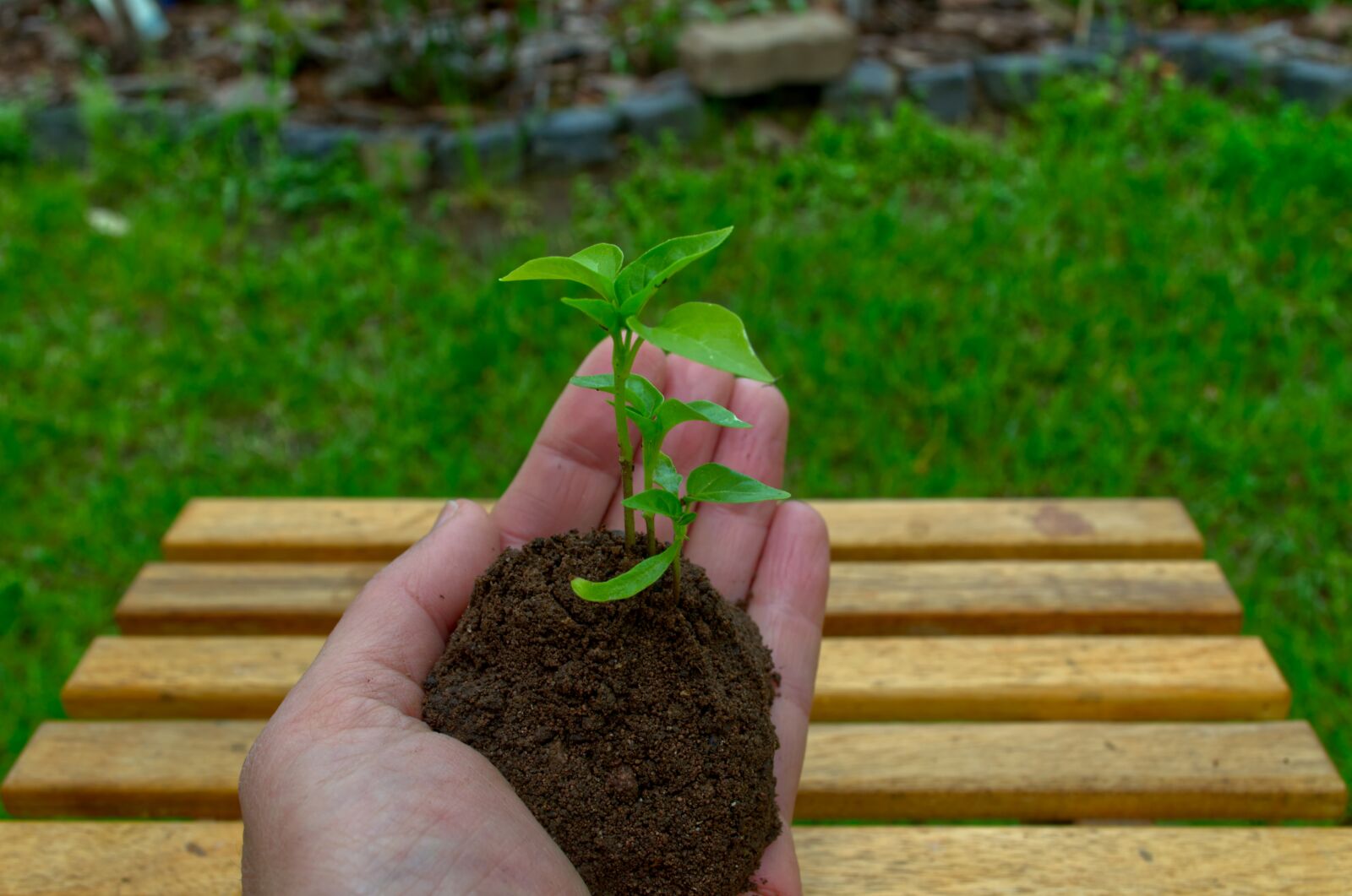 Nikon D5100 sample photo. Hope, paprika, plant photography