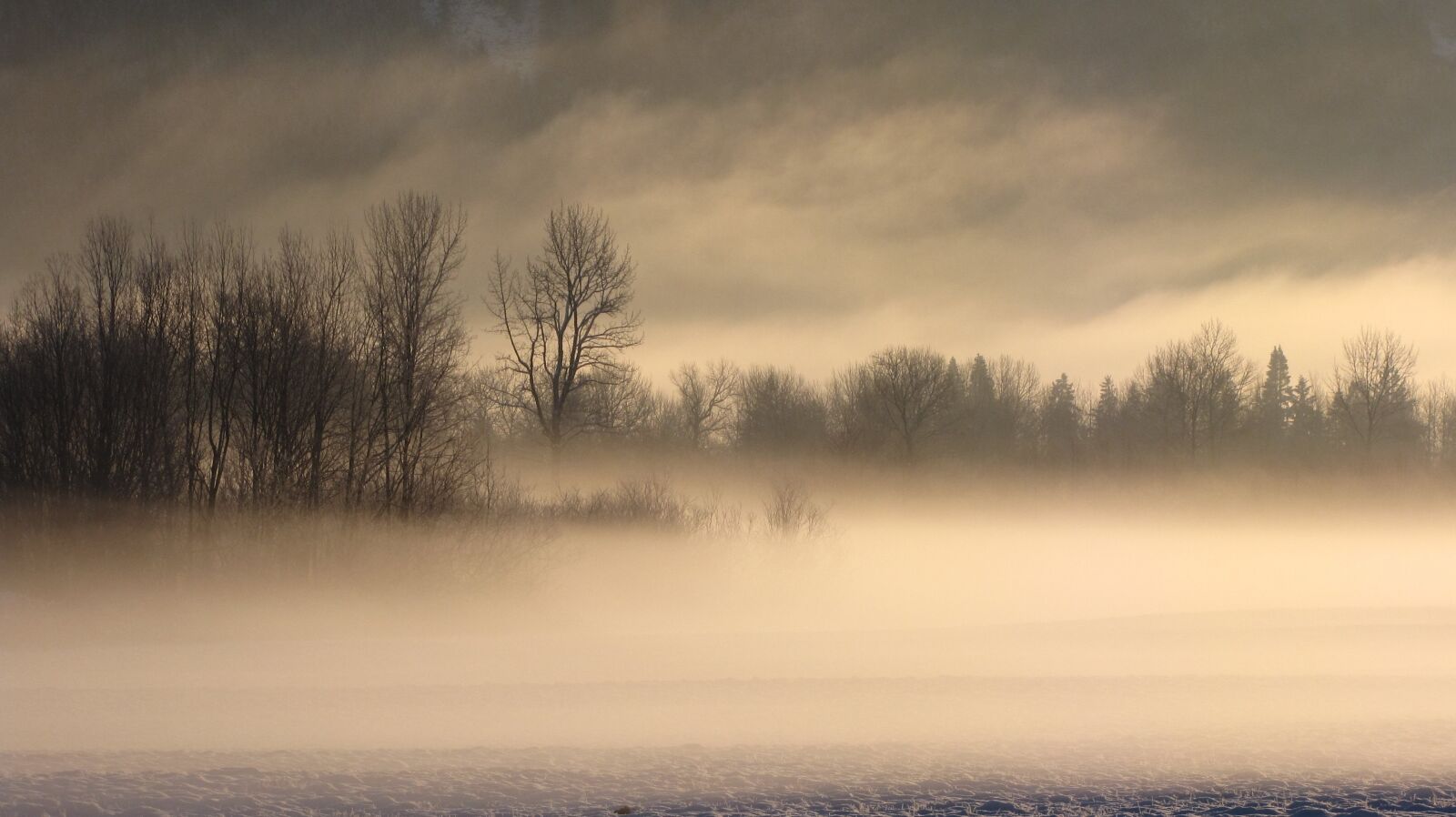Canon PowerShot SX10 IS sample photo. Fog, trees, winter photography