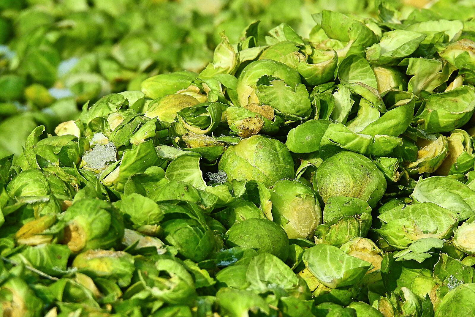 Nikon Coolpix P900 sample photo. Eating, plant, brussels sprout photography