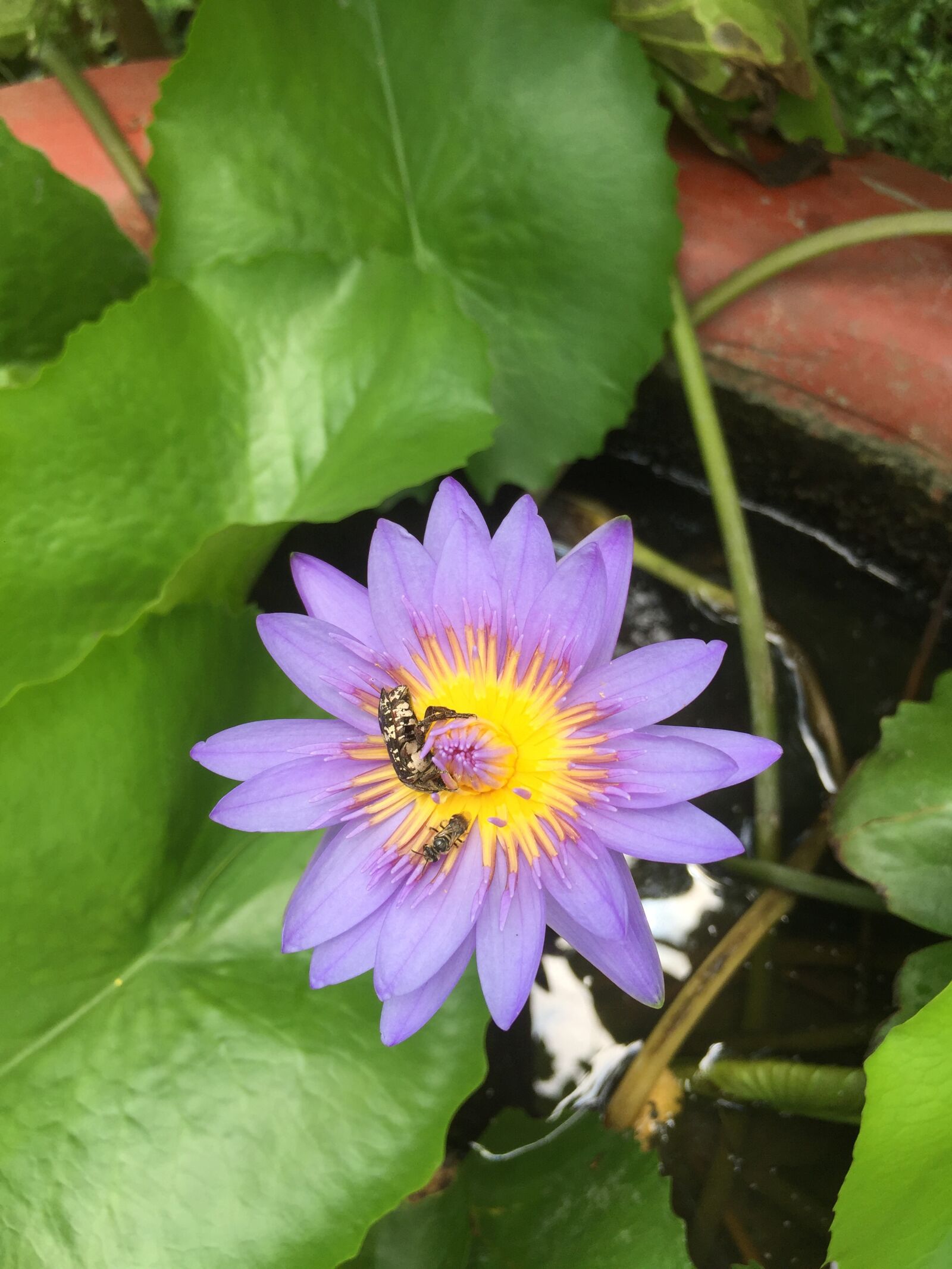 iPhone 6 back camera 4.15mm f/2.2 sample photo. Plant, flower, water photography