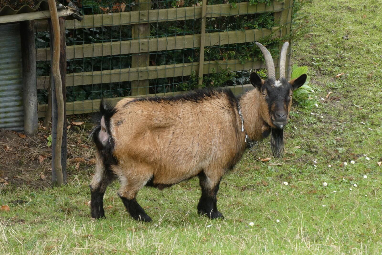 Panasonic Lumix DC-ZS70 (Lumix DC-TZ90) sample photo. Goat, mammal, cattle photography