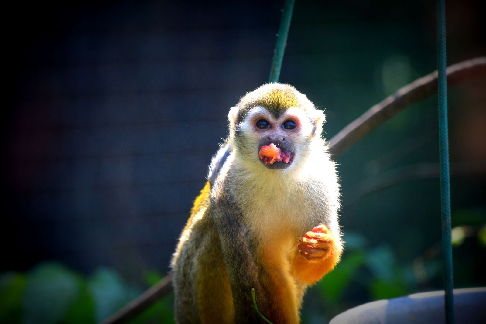 Nikon D3300 sample photo. Monkey, food, zoo photography