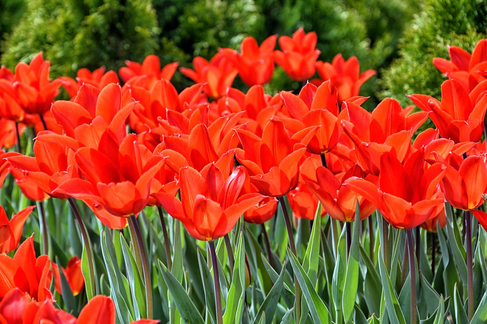 Nikon D7100 sample photo. Tulips, red, macro photography