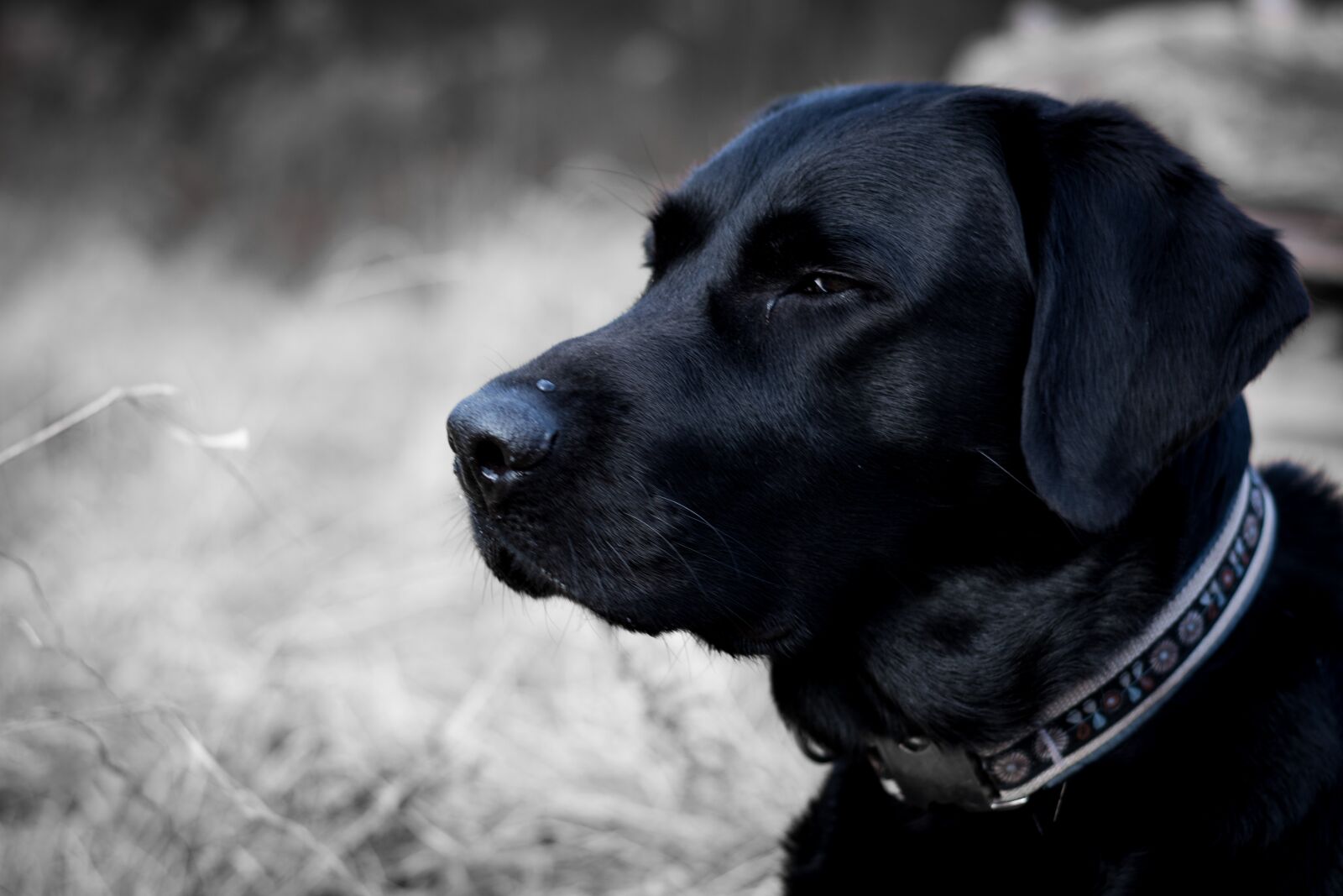 Nikon D5200 sample photo. Dog, labrador, black and photography