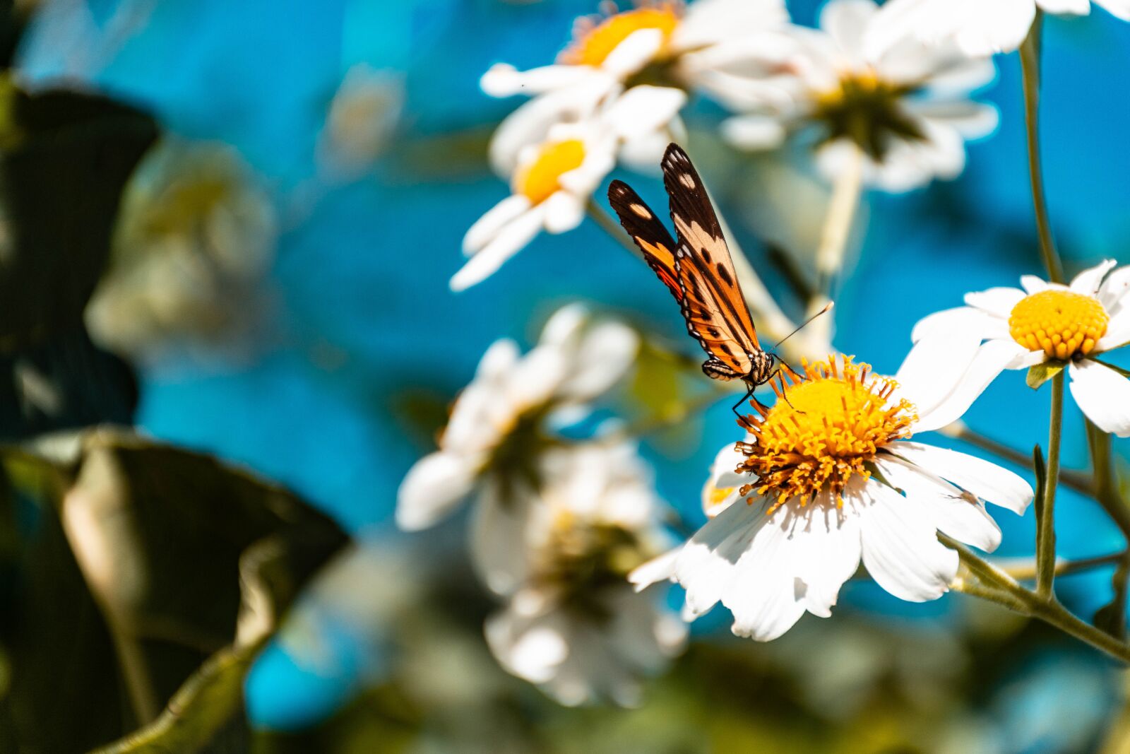 Nikon D7200 sample photo. Butterfly, blue, insect photography