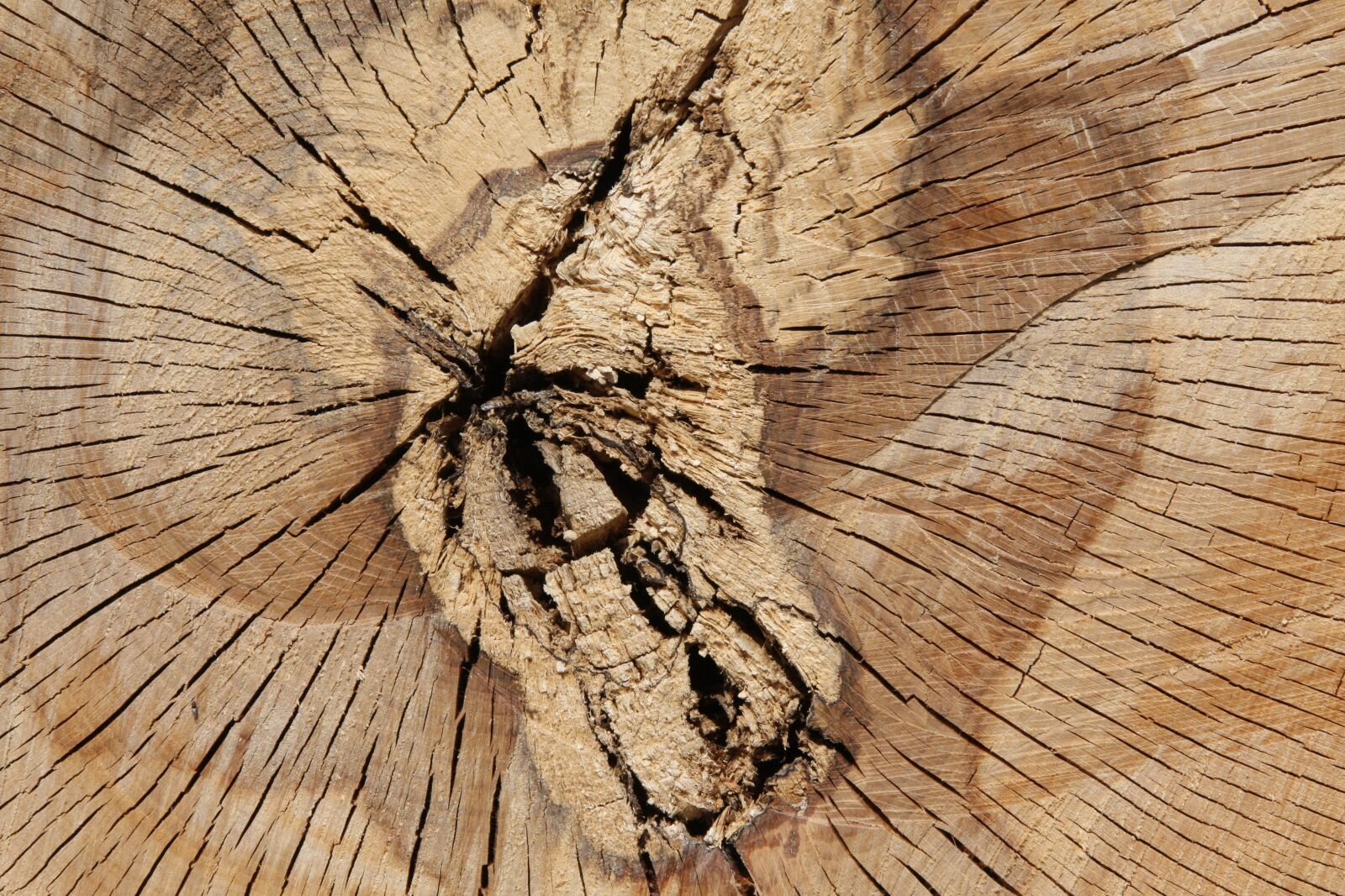 Canon EOS 40D sample photo. Wood, sintered, structure photography