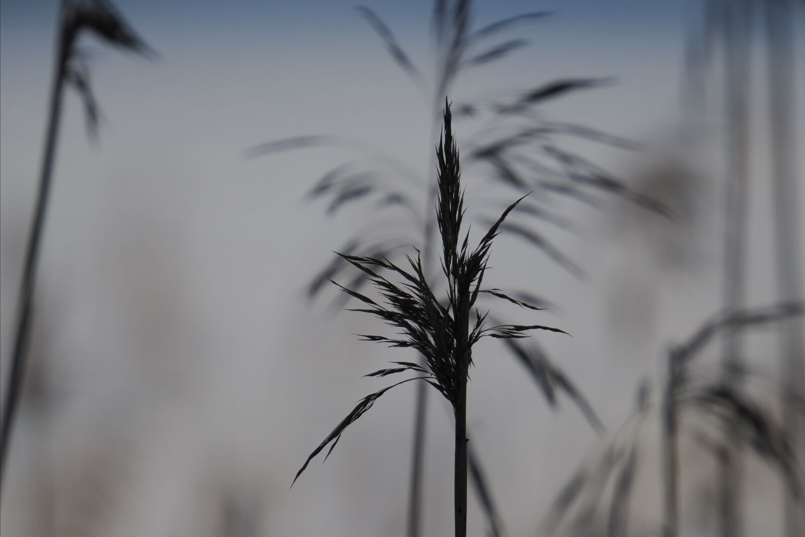 OM System OM-1 Mark II sample photo. Bokeh by the shore photography