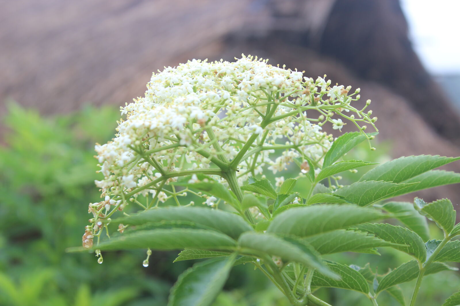 Canon EOS 600D (Rebel EOS T3i / EOS Kiss X5) + Canon EF-S 18-55mm F3.5-5.6 III sample photo. Beautiful, flowers photography