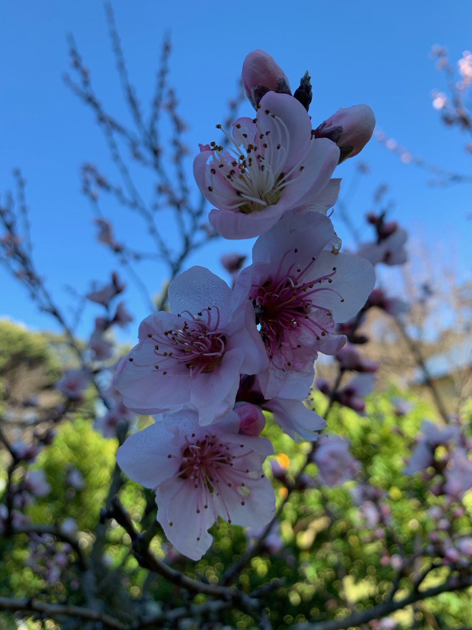Apple iPhone XS Max sample photo. Blossom, pink, spring photography