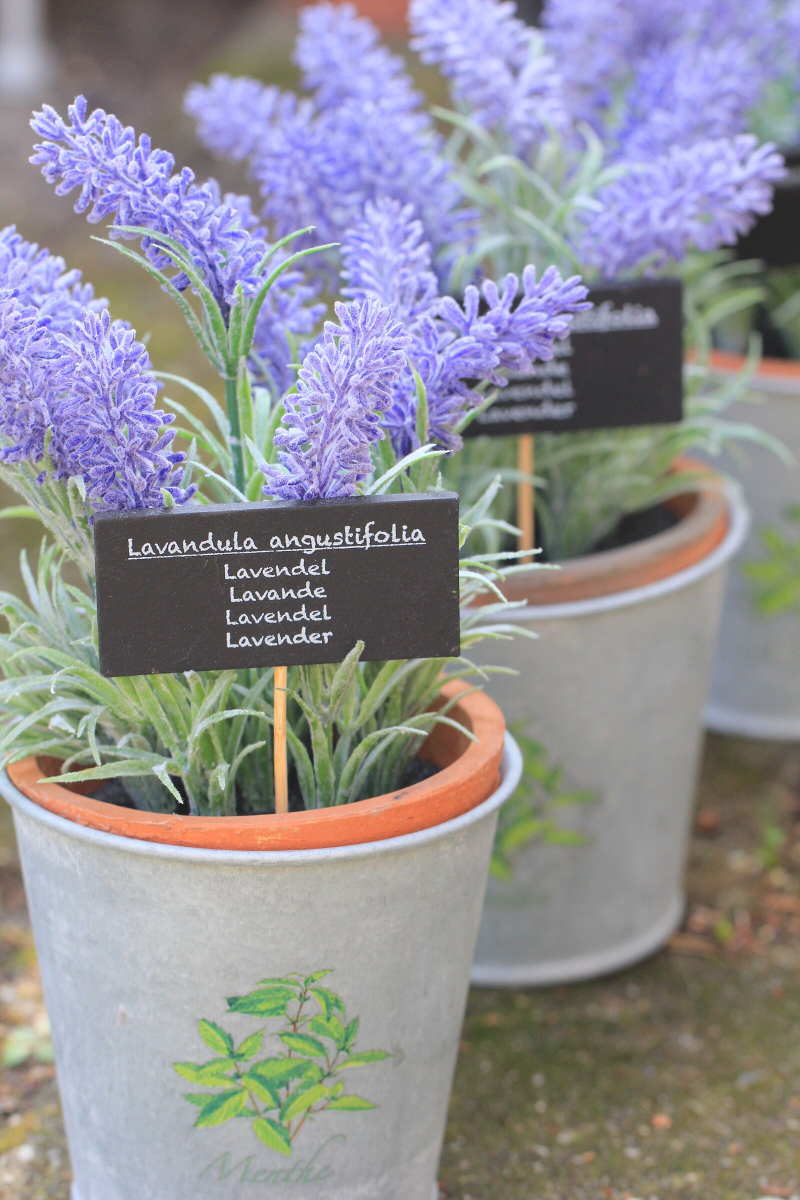 Canon EOS 550D (EOS Rebel T2i / EOS Kiss X4) sample photo. Lavender, flower, herb photography