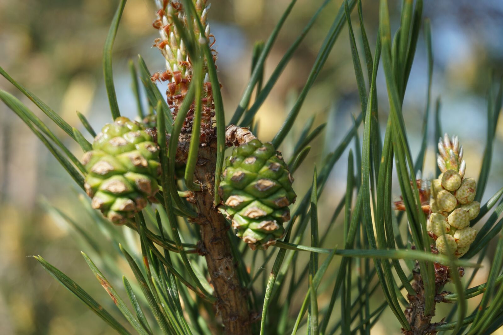 Sony a6000 sample photo. Pinus sylvestris, scots pine photography