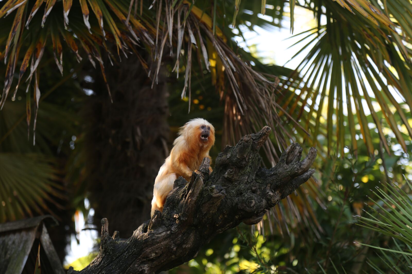 Canon EF 24-105mm F4L IS USM sample photo. Monkey, zoo, small photography