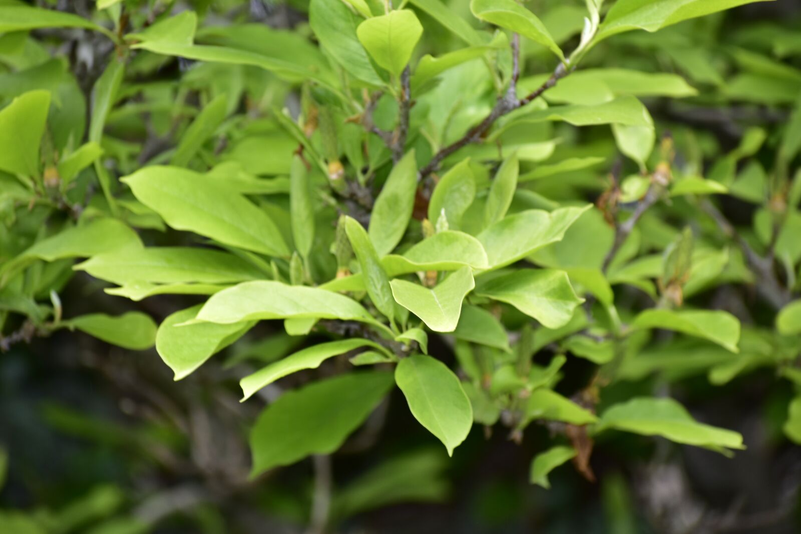 Nikon D5500 sample photo. Leaves, tree, magnolia photography