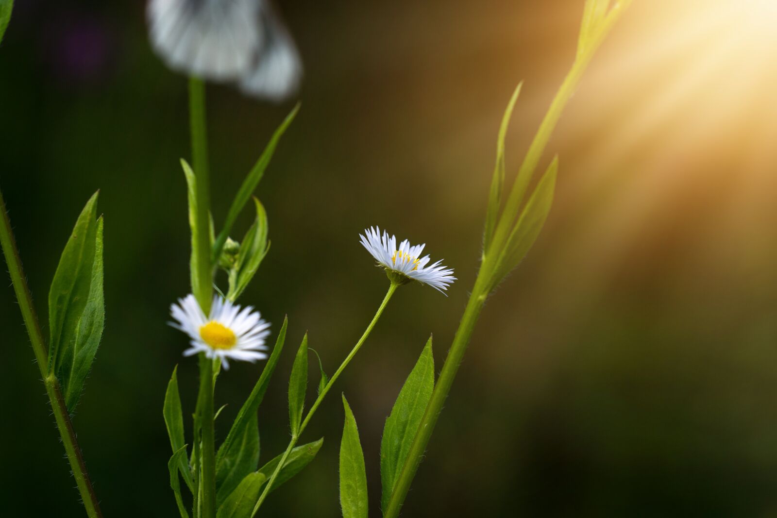 Nikon D7100 sample photo. Annual fleabane, erigeron annuus photography