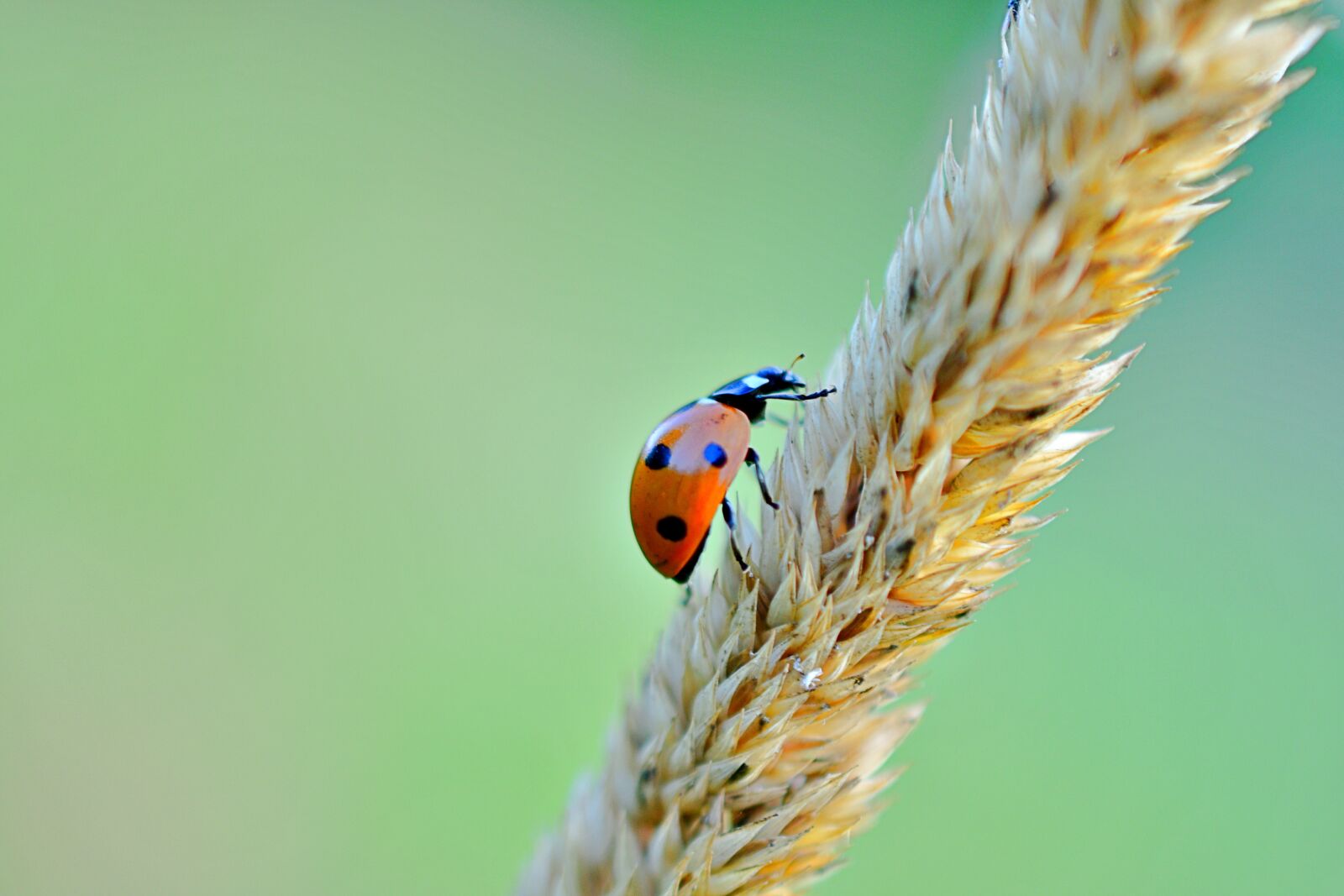 Nikon D7500 sample photo. Ladybug, cute insects, nature photography