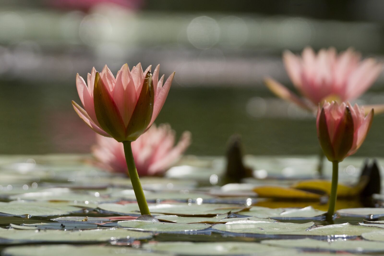 Sony SLT-A77 + Sony 70-400mm F4-5.6 G SSM sample photo. Water lily, pond, luisenpark photography