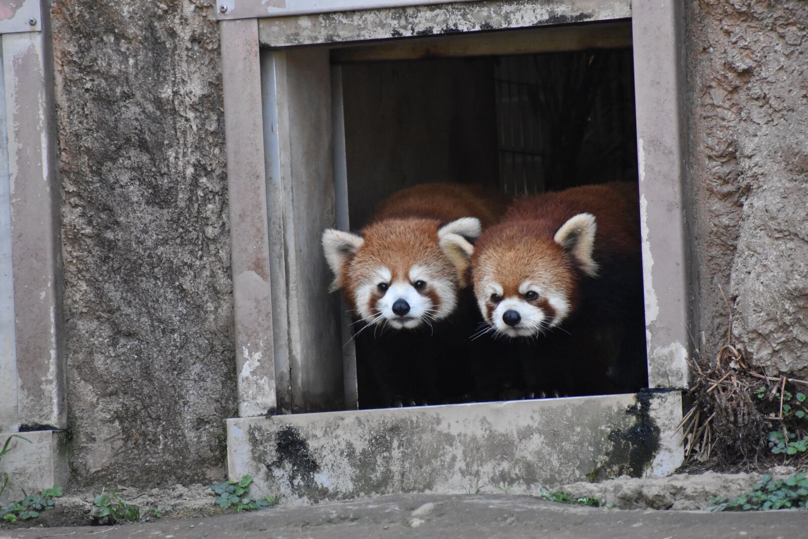 Nikon D5600 sample photo. Red, panda, animal photography