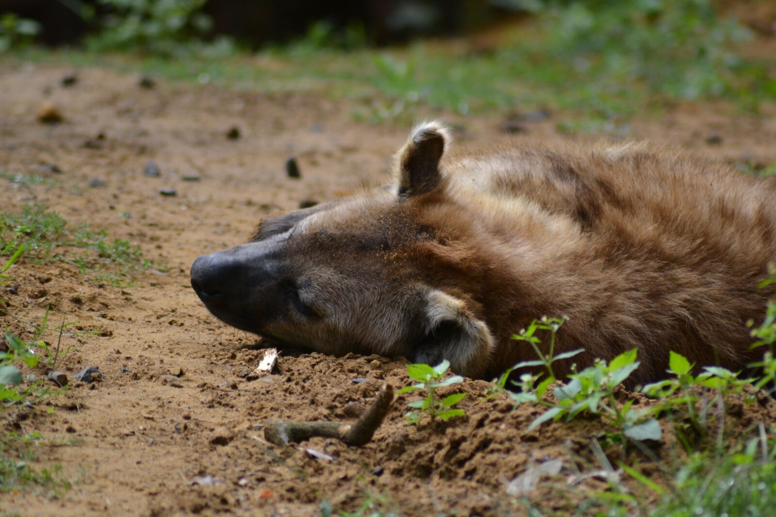 Nikon D3100 sample photo. Hyena, sleep, tired photography