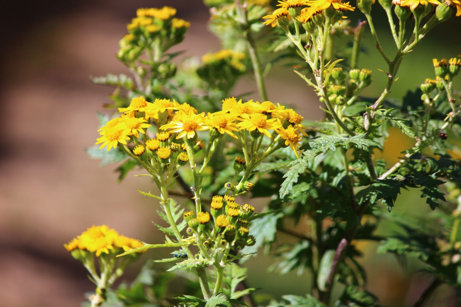 Canon EOS 600D (Rebel EOS T3i / EOS Kiss X5) sample photo. Flower, nature, happy photography