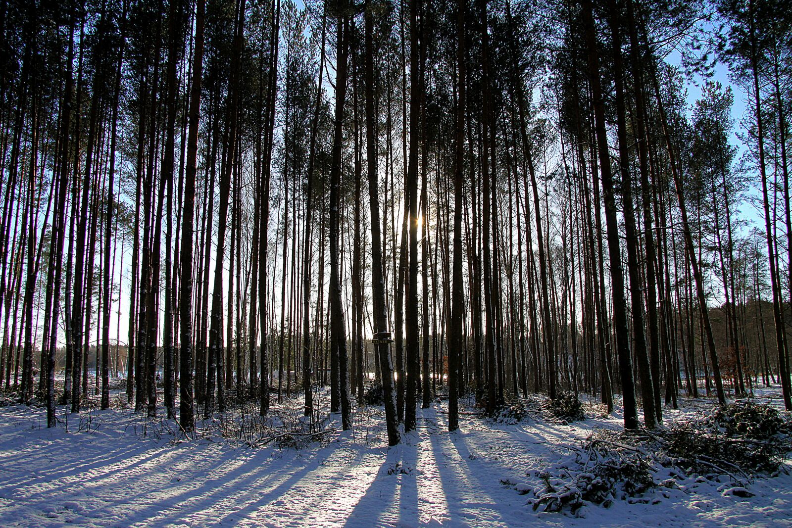 Canon EOS 50D sample photo. Forest, winter, landscape photography
