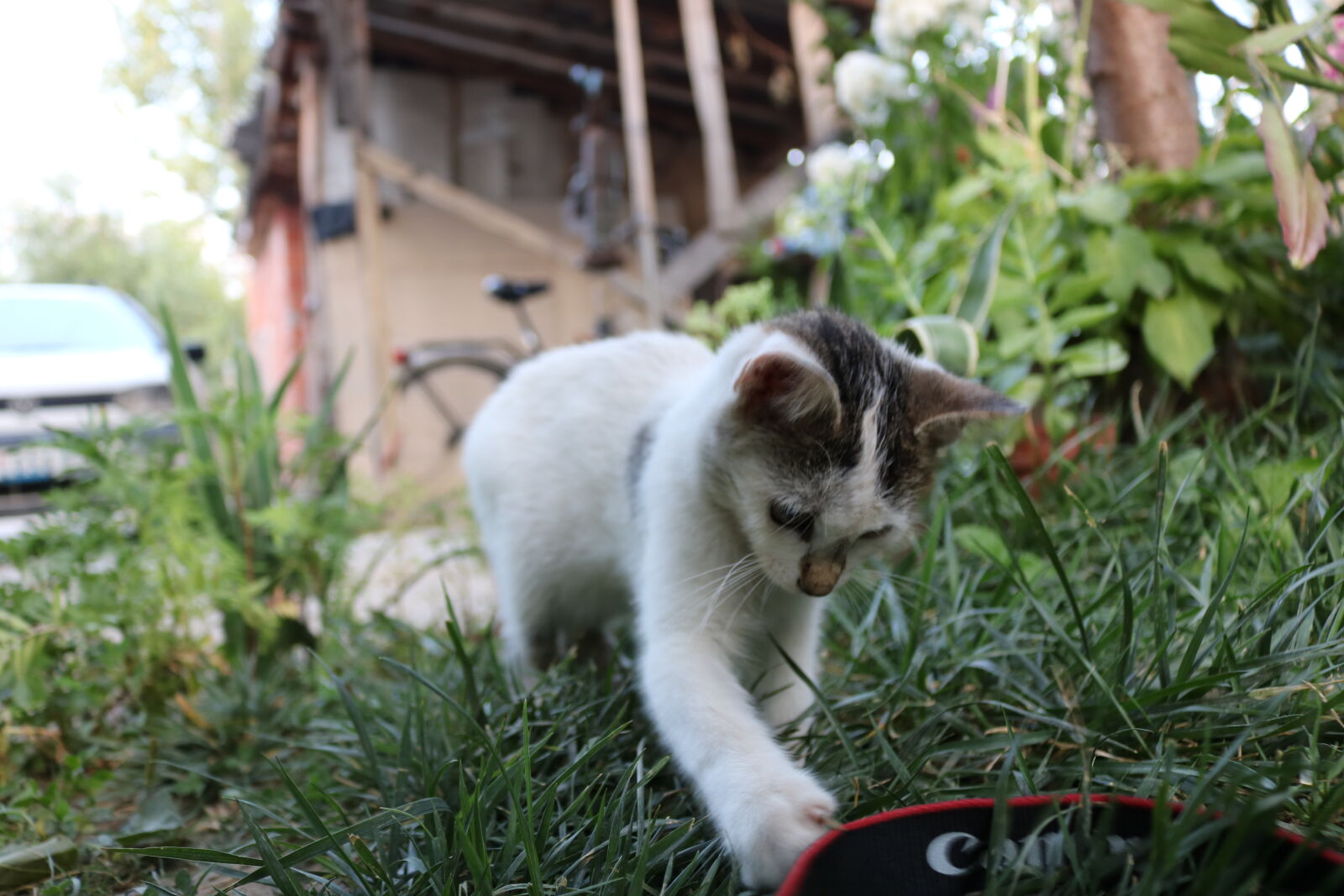 Canon EOS 750D (EOS Rebel T6i / EOS Kiss X8i) sample photo. Animal, camera, cat, city photography