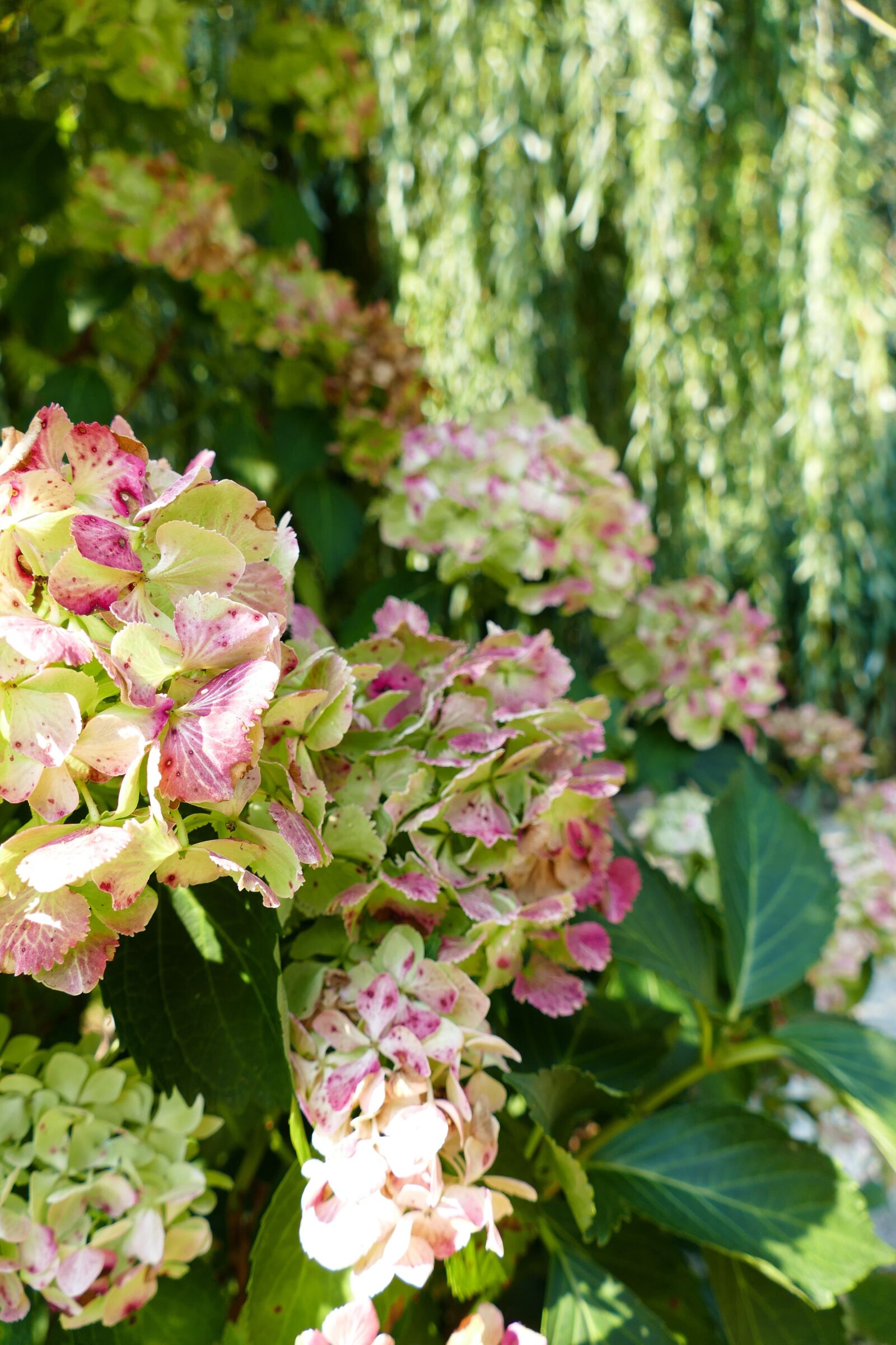 Panasonic Lumix DMC-FZ1000 sample photo. Hydrangea, flowers, garden photography
