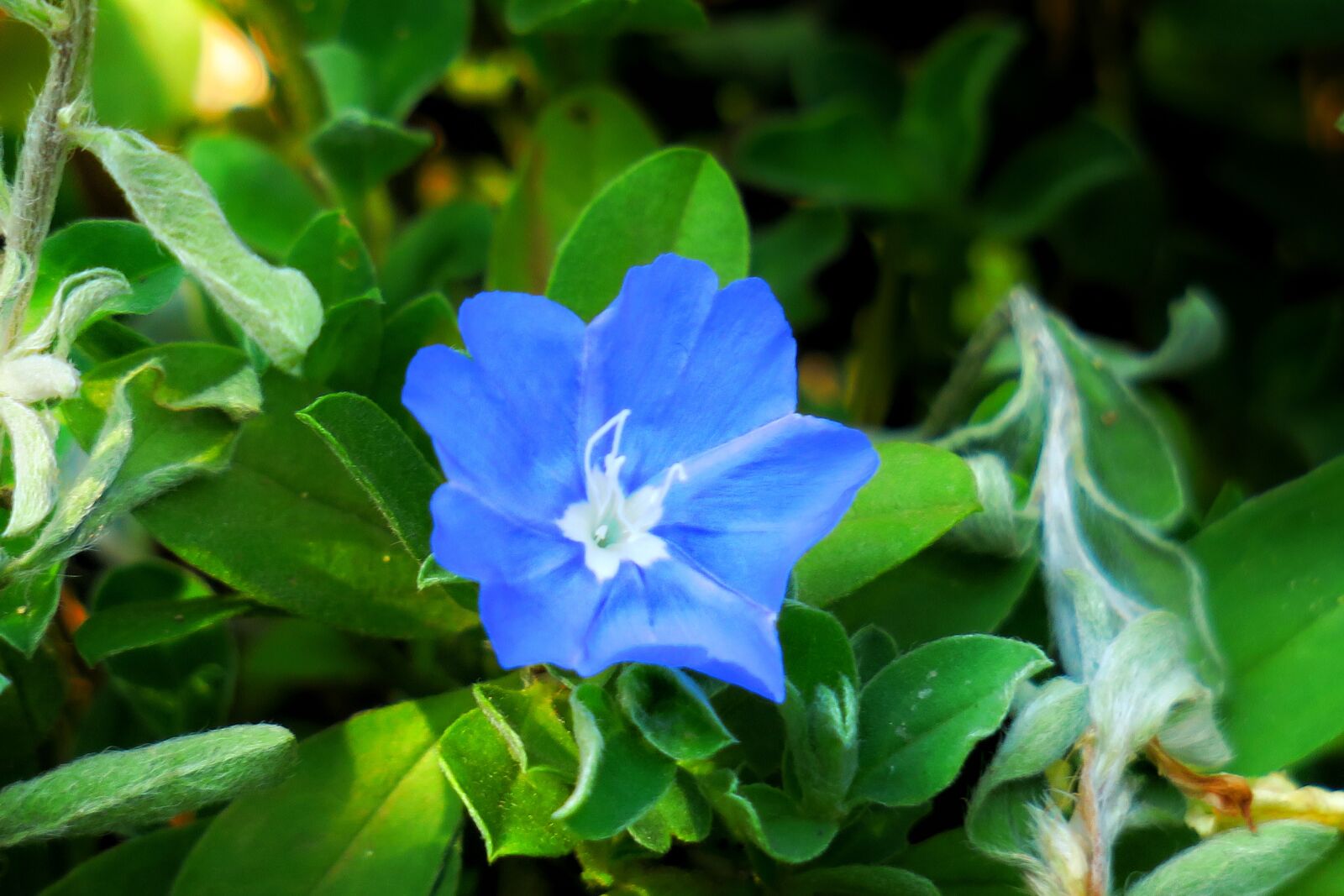 Canon PowerShot G3 X sample photo. Flower, plant, wild flowers photography