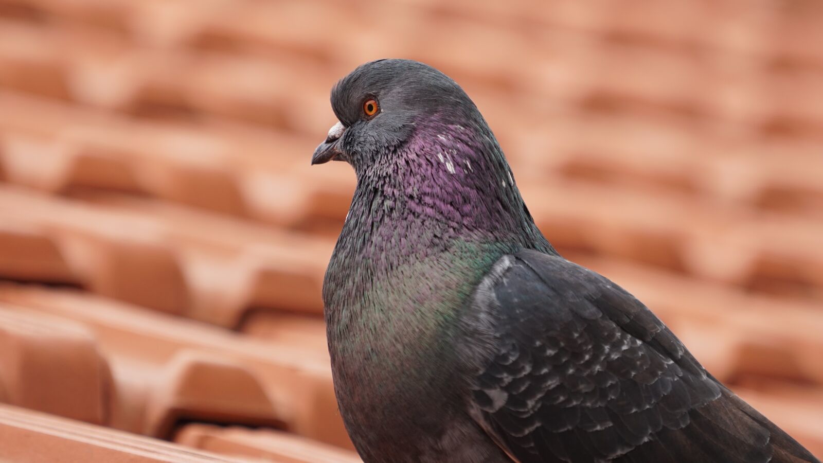 Sony a6300 + Sony FE 70-200mm F4 G OSS sample photo. Nature, bird, wildlife photography